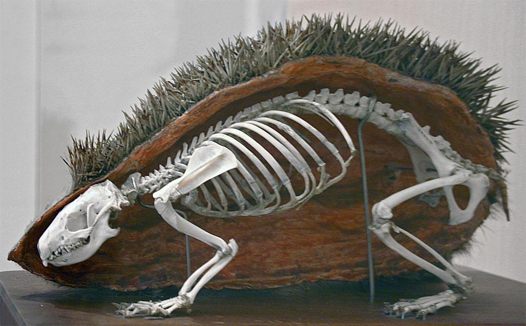 Hedgehog in section - Hedgehog, The photo, Taxidermy