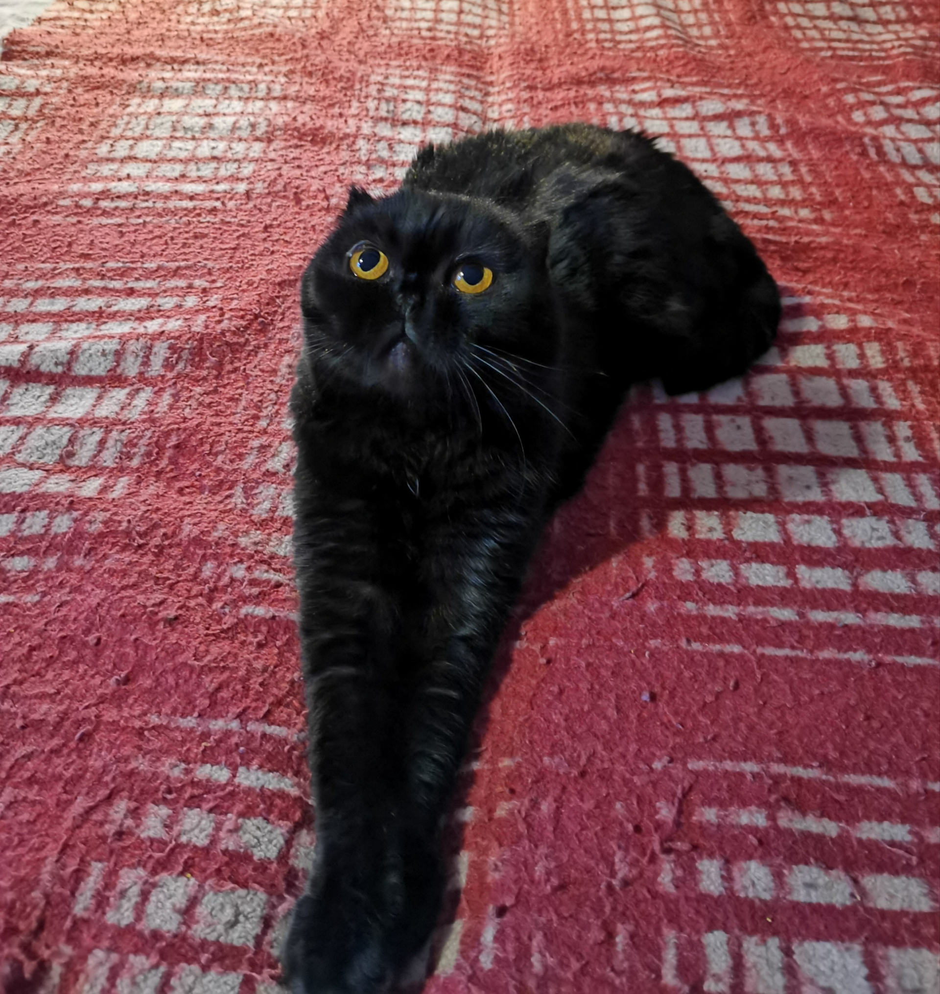 Vasilisa posing - My, cat, Black cat, Scottish lop-eared, Milota