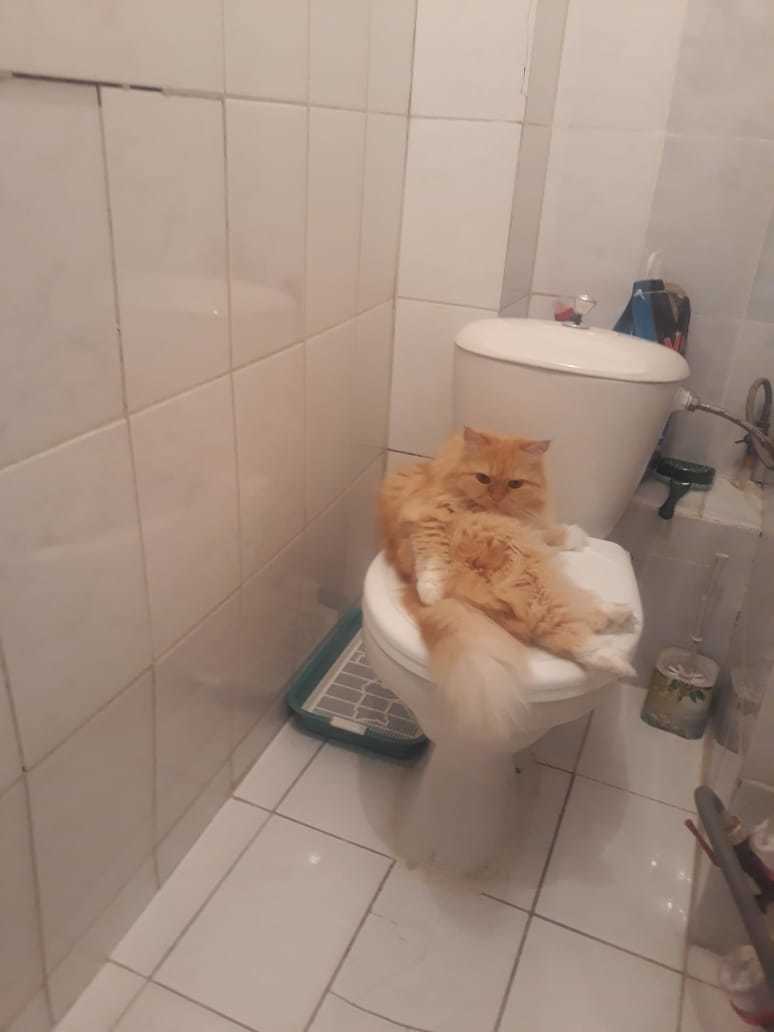 Busy - My, cat, Toilet, Busy