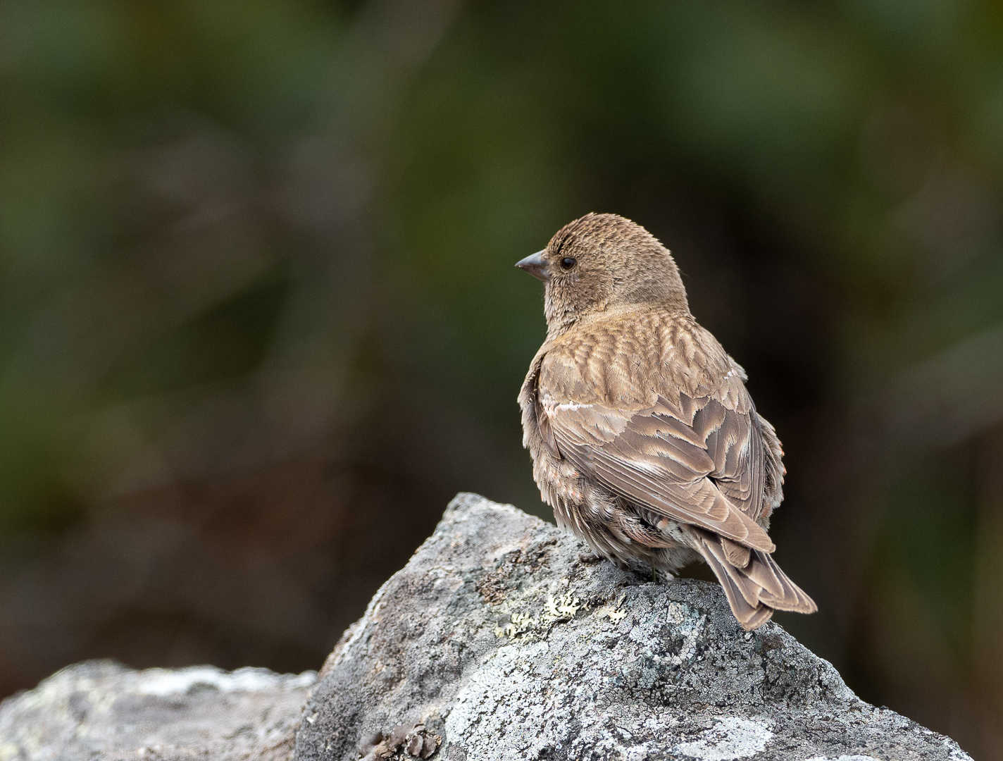 Help identify the bird - My, Birds, Photo hunting, Identification, Longpost