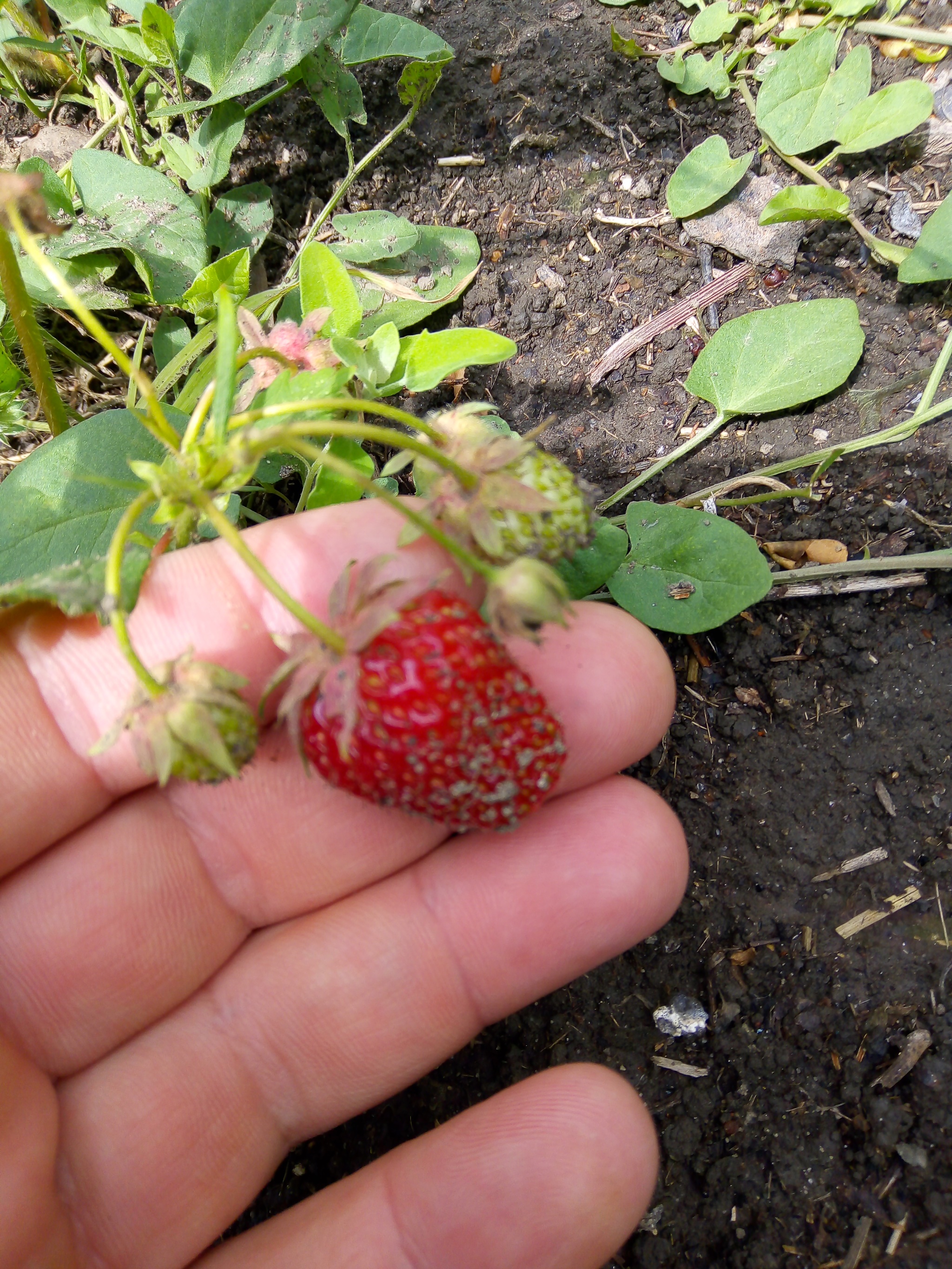 First strawberry - My, Сельское хозяйство, Harvest