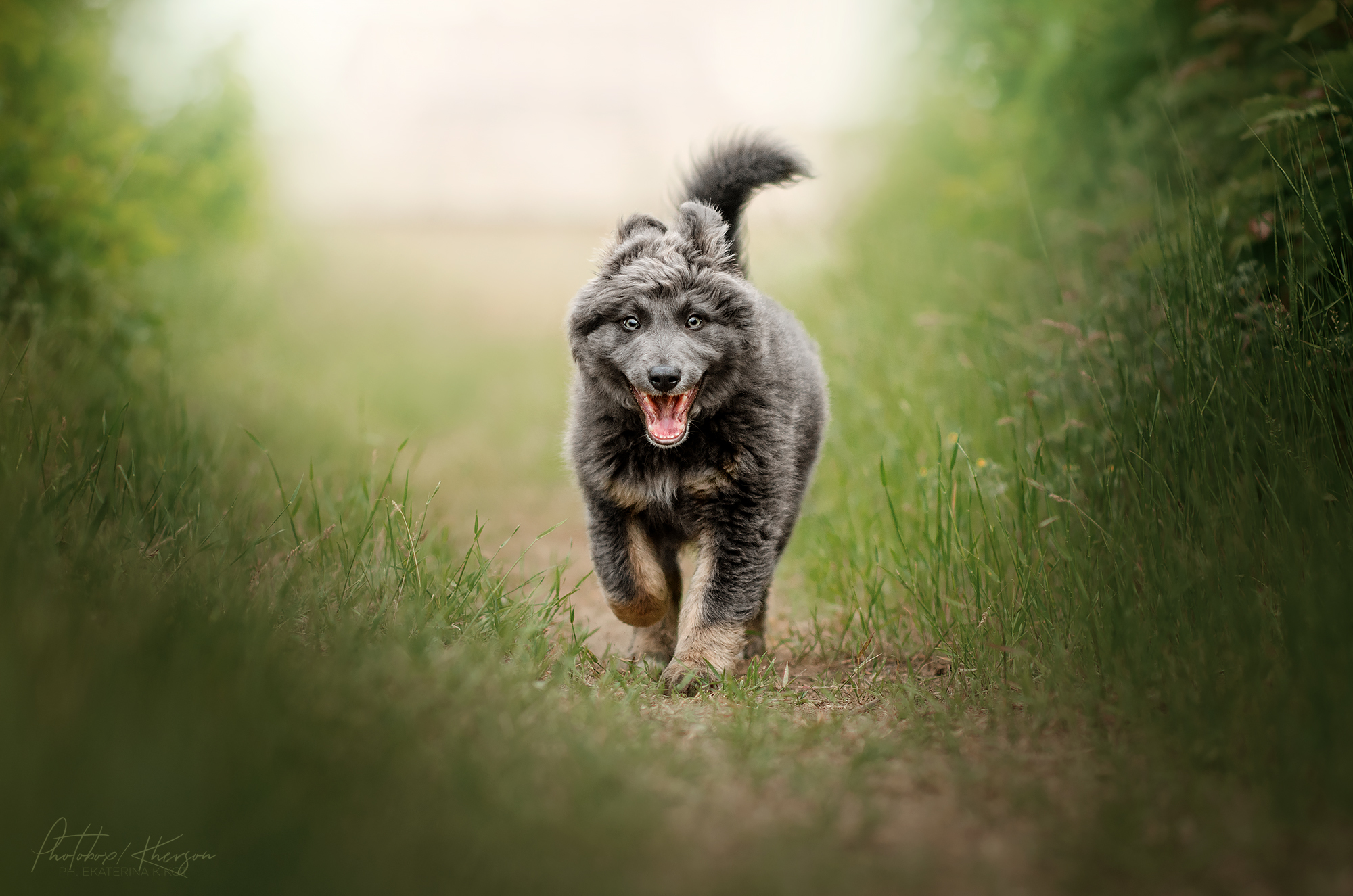 Dogs - Dog, Girls, Field, Longpost