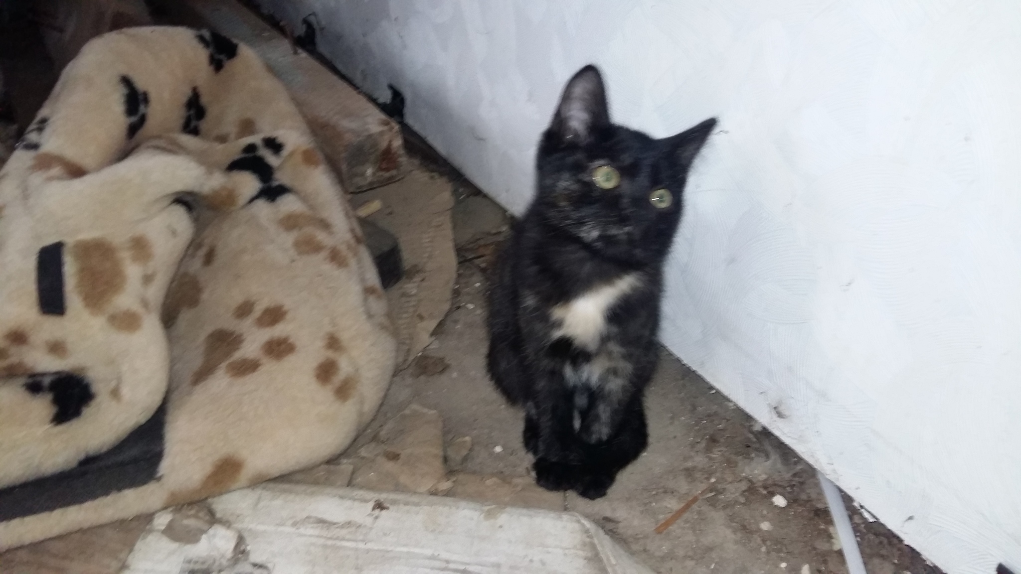 Who wants cats in Tomsk - My, No rating, Tomsk, Kittens, In good hands, Help, Longpost, cat