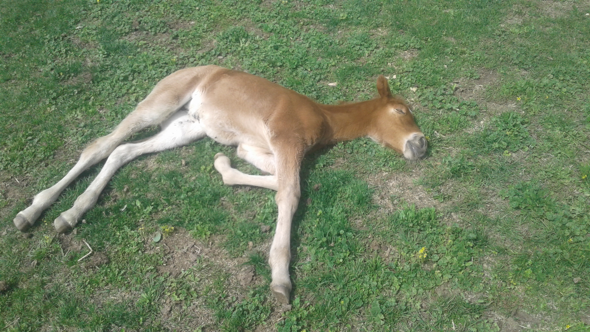 About horses - My, Horses, Milota, Foal, Nature, Longpost