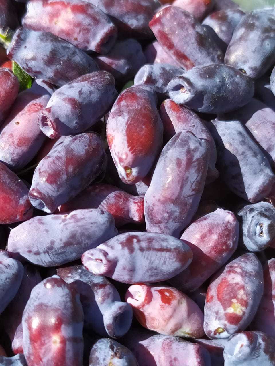 First honeysuckle - The photo, Berries, Honeysuckle, Longpost