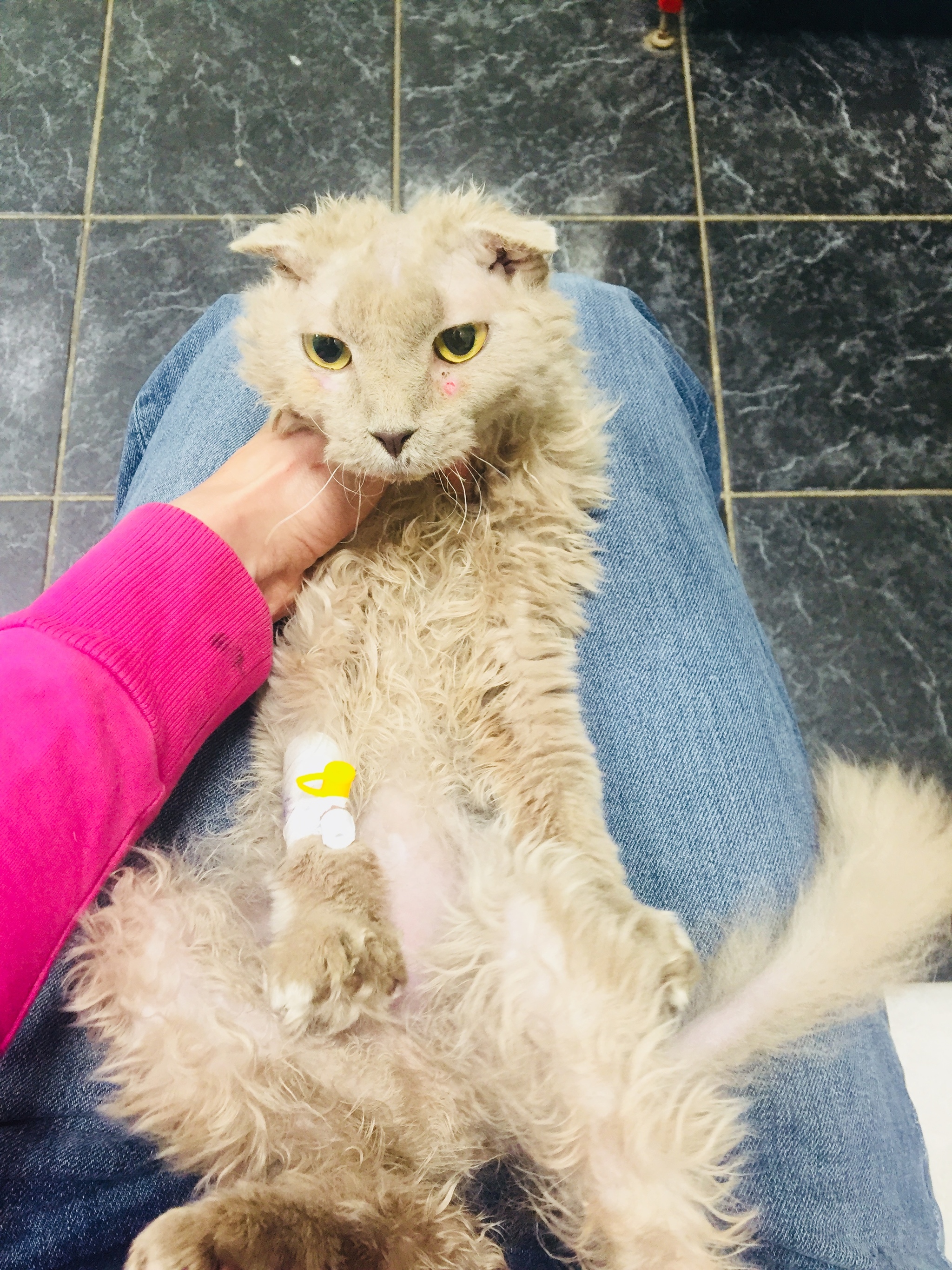 Continuation of the post “The fold-eared cat really needs help. St. Petersburg and Leningrad Region - My, cat, Animal Rescue, In good hands, Saint Petersburg, Leningrad region, Ukrainian Levkoy, Video, Reply to post, Longpost
