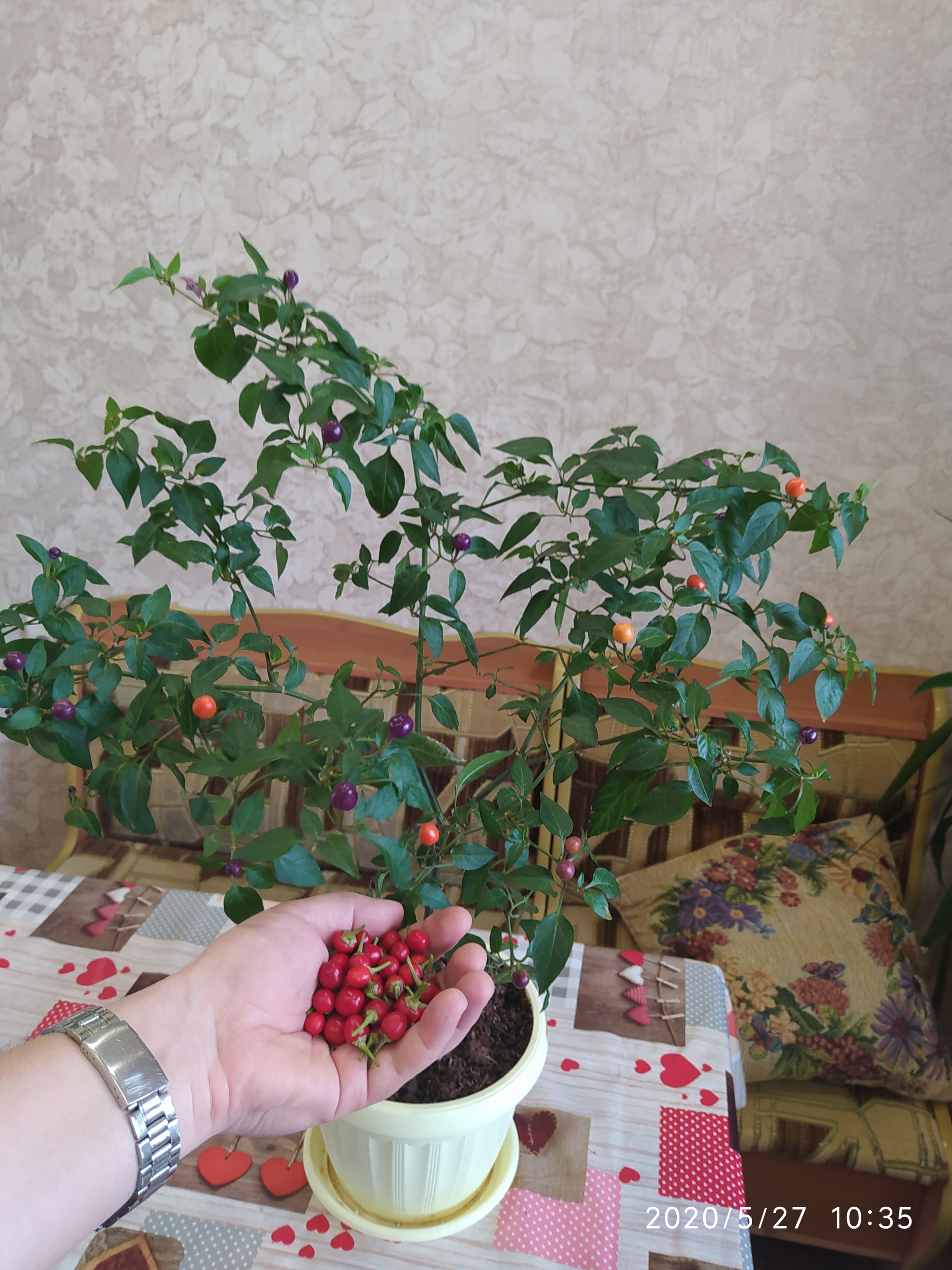 Sriracha assorted, harvesting, preparing for cooking (part 1) - My, Vegetable garden on the windowsill, Hot peppers, Hobby, Pepper farming, Cooking, Spicy sauce, Longpost