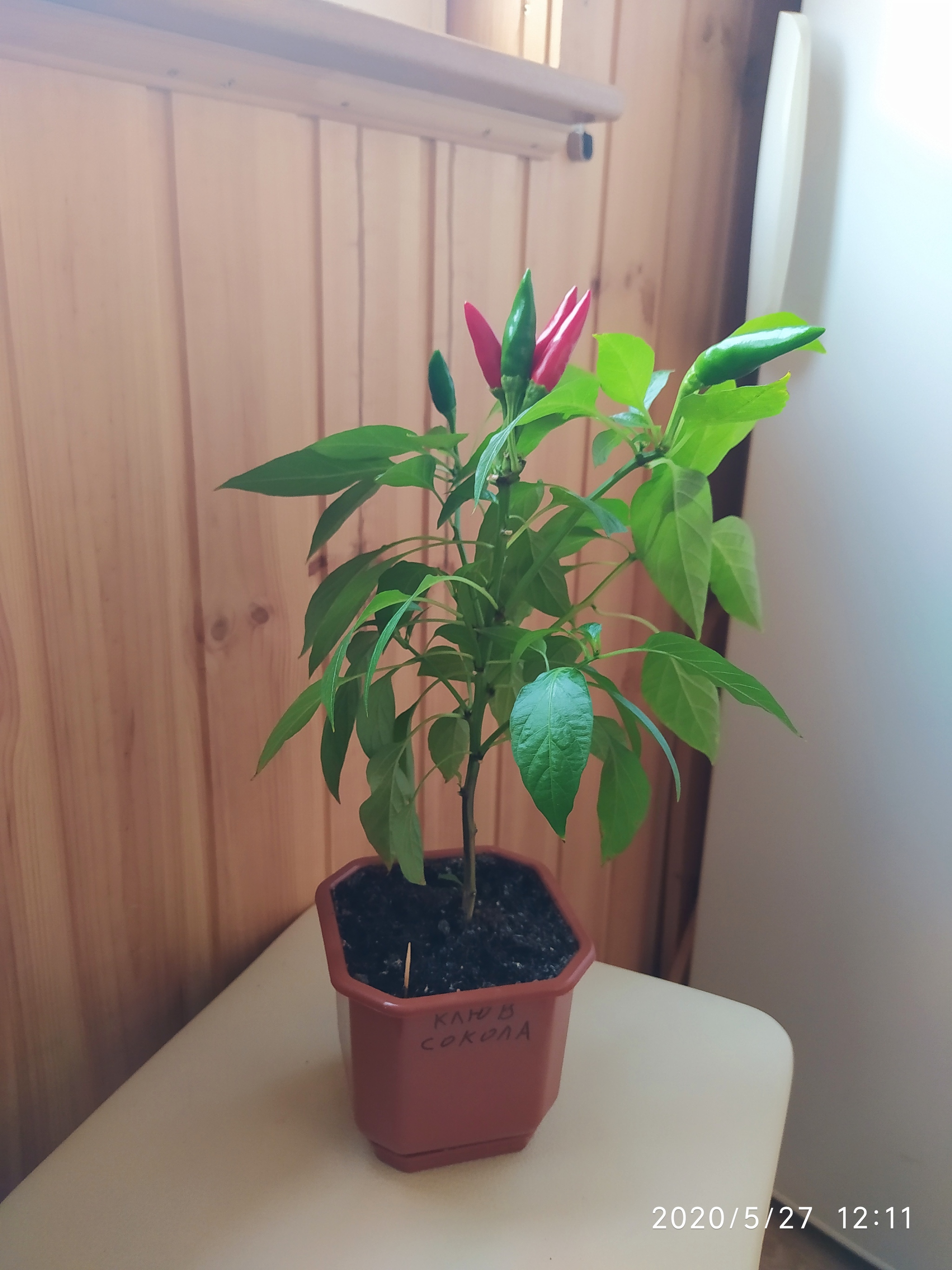 Sriracha assorted, harvesting, preparing for cooking (part 1) - My, Vegetable garden on the windowsill, Hot peppers, Hobby, Pepper farming, Cooking, Spicy sauce, Longpost