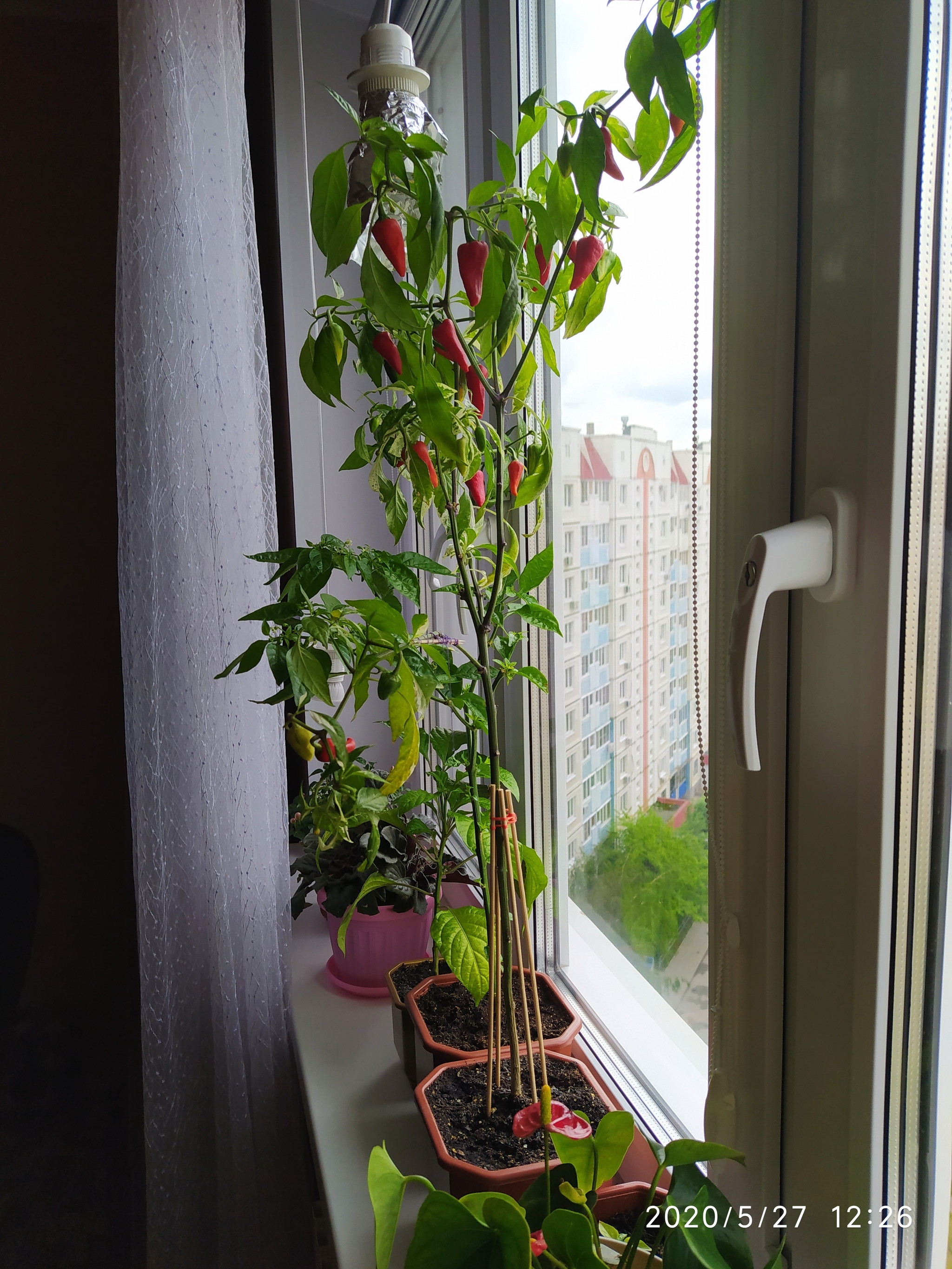 Sriracha assorted, harvesting, preparing for cooking (part 1) - My, Vegetable garden on the windowsill, Hot peppers, Hobby, Pepper farming, Cooking, Spicy sauce, Longpost