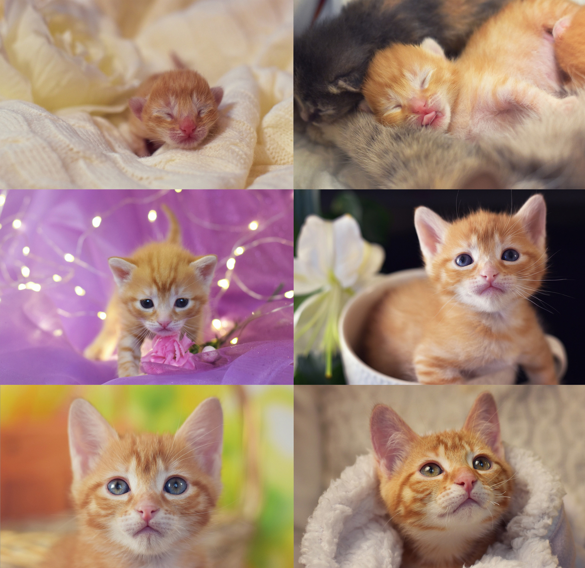 Buttons are 3 months old today! - My, cat, Kittens, Pet, Pets, Animal Rescue, The photo, Milota, Video, Longpost