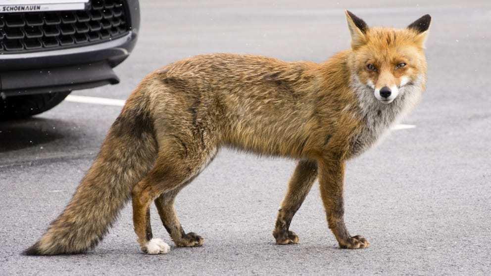 Meanwhile in Germany: in the center of Berlin, a fox killed a Chihuahua - Germany, Berlin, Town, Coronavirus, Dog, Chihuahua, Fox, Attack, Longpost