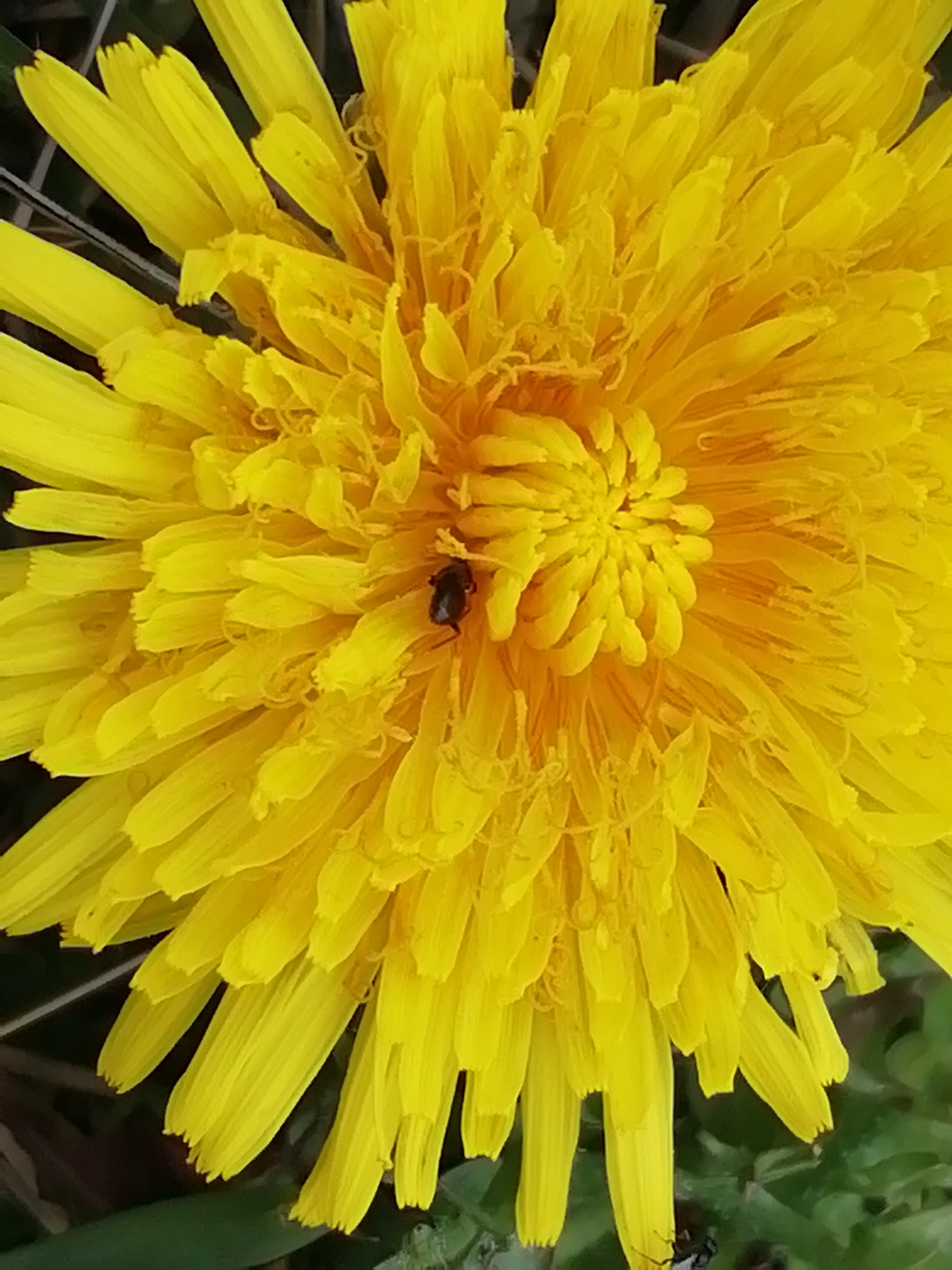 Ant and dandelion - My, Insects, Dandelion, Longpost, Ants, The photo