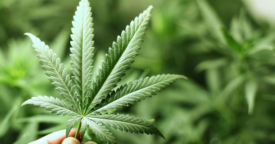 Конопля в природных условиях квн марихуана