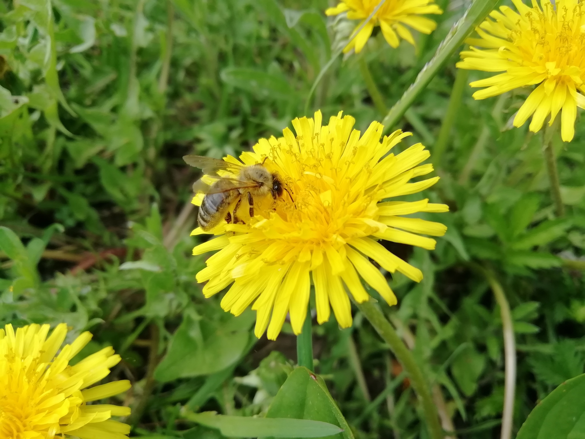 Bee - My, Bees, Dandelion, Insects