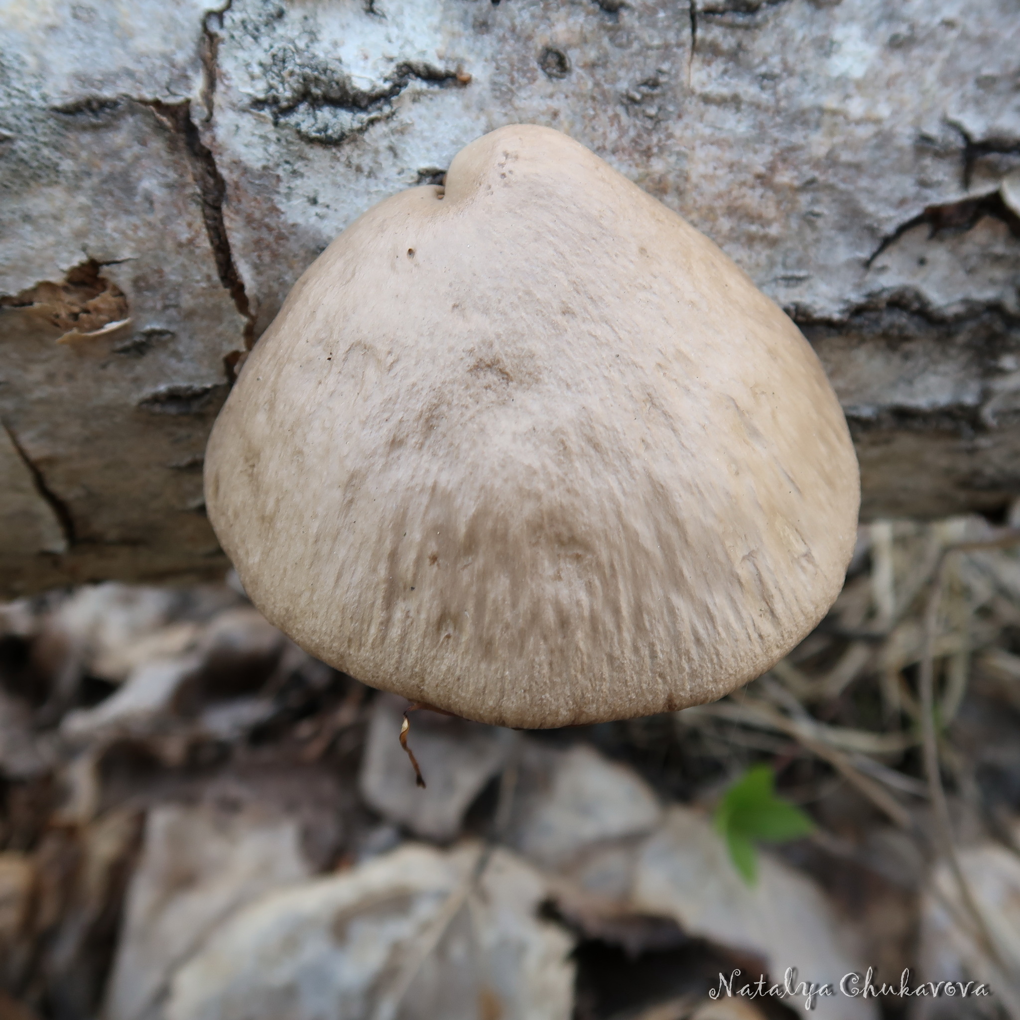 Spring mushrooms near St. Petersburg - My, Mushrooms, Mushroom pickers, Mushroom season, Morels, Morel hat, Oyster mushroom, Longpost