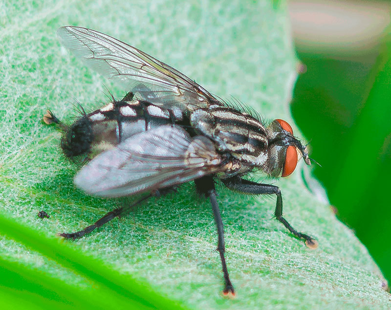 flies - My, Муха, Historical photo, Longpost