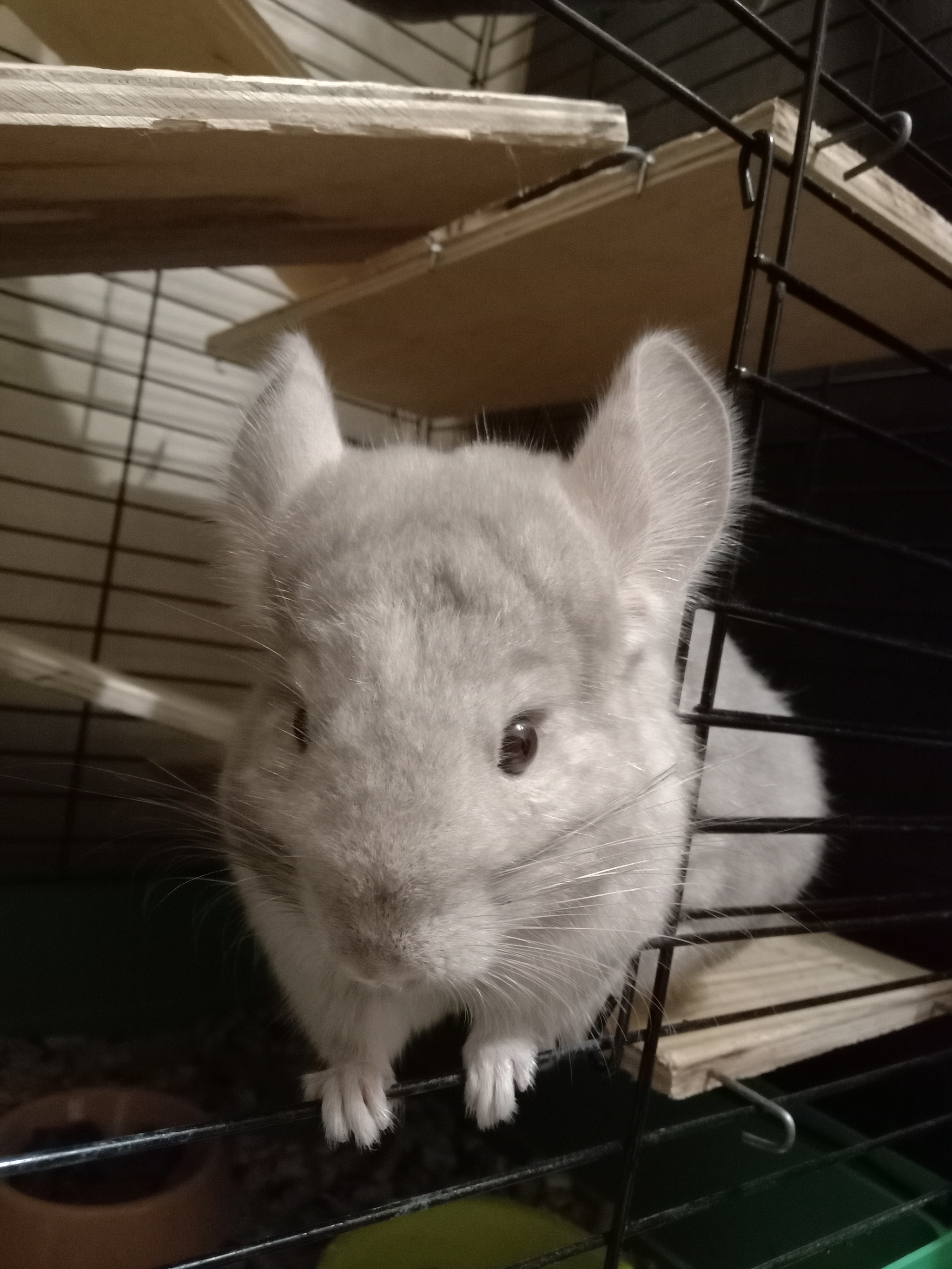 My chinchilla is a little furry monster - My, Chinchilla, Pets, Pet, Nature, Milota, Video, Longpost