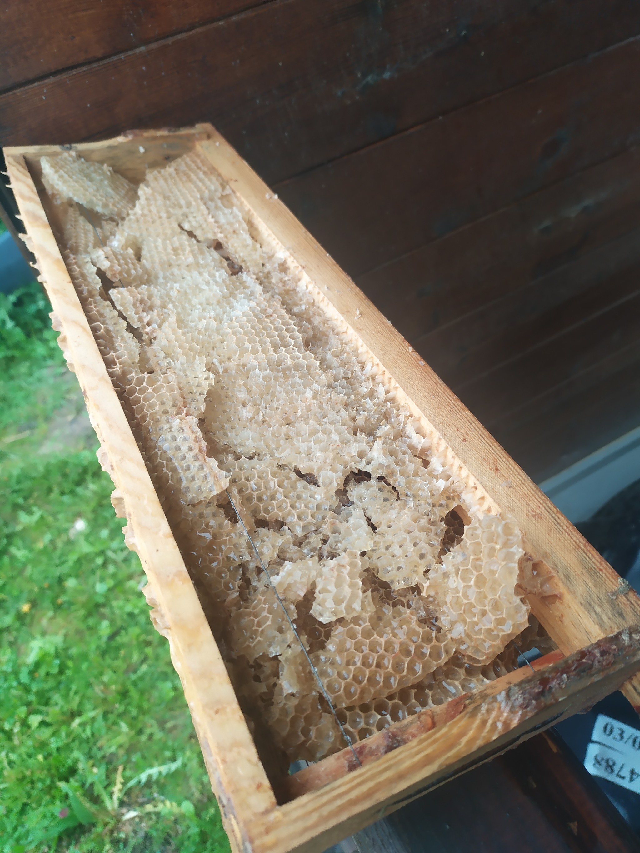 Bees and a refrigerator. Lifehack! - My, Refrigerator, Bees, Mold, Mold control