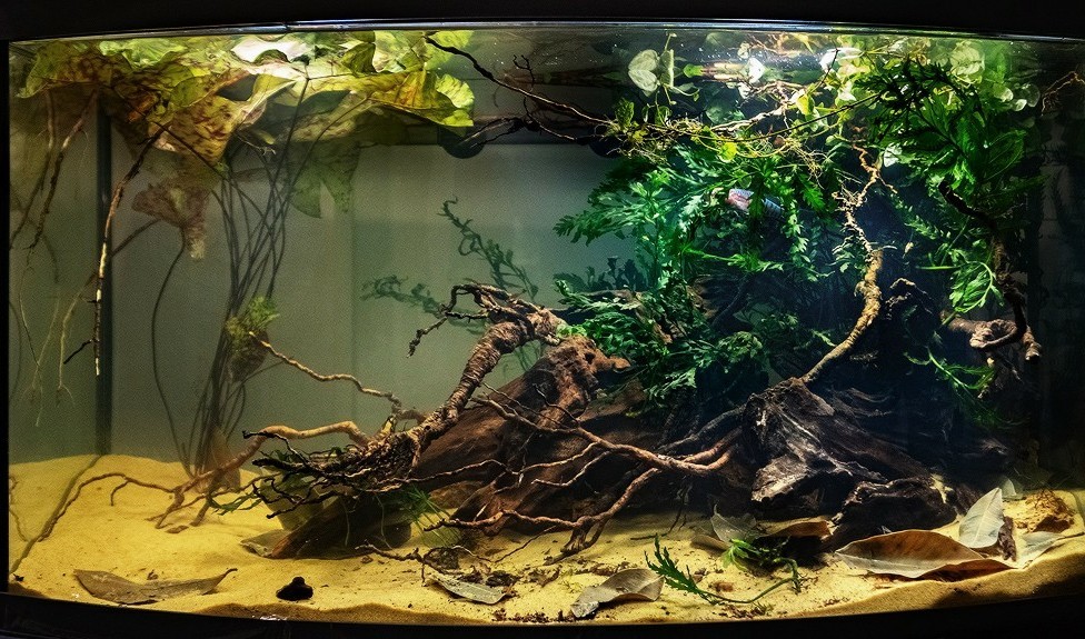 Biotope. Africa. Oxbow River Nun - Biotope, Biotope aquariums, River, Africa