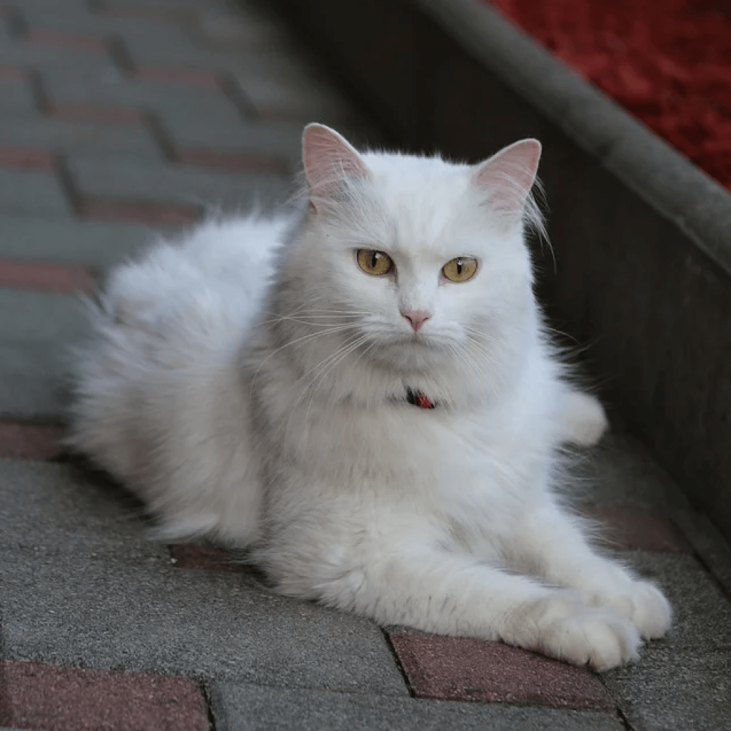Дымчатая ангорская кошка