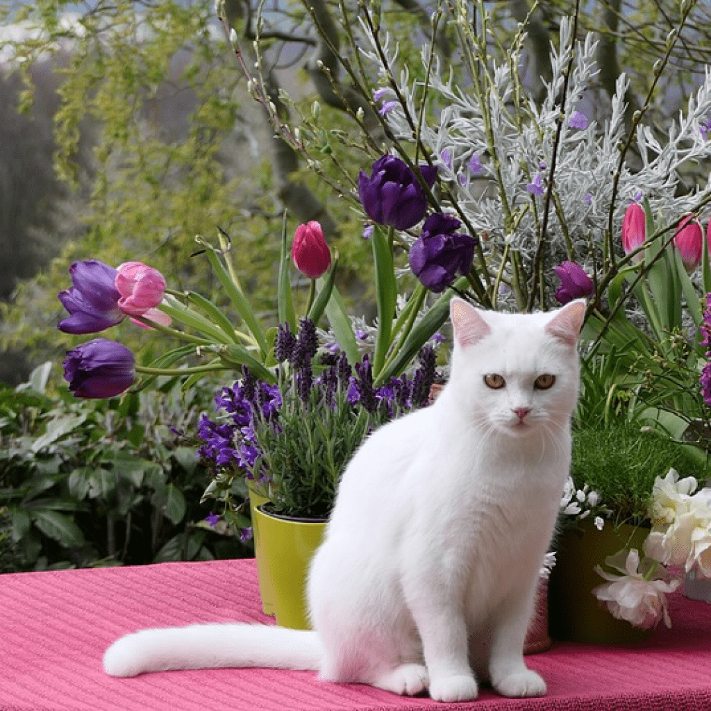 A charming creature, a favorite of felinologists - the Turkish Angora - My, Turkey, cat, Animals, Pets, Kittens, Family, Longpost