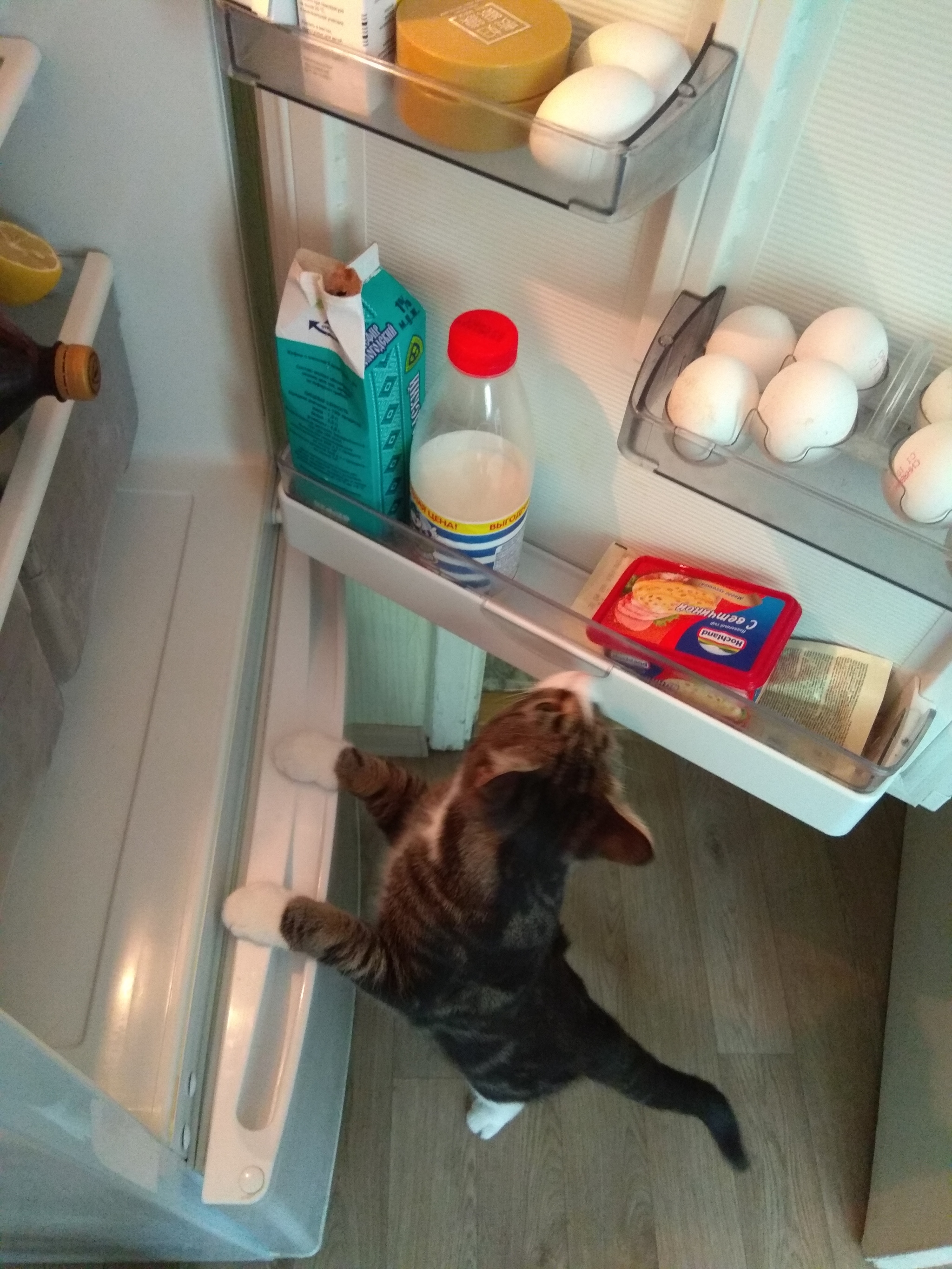 Just a hungry cat in your feed - My, cat, Refrigerator, Hunger, Cook, Kitchen, Longpost