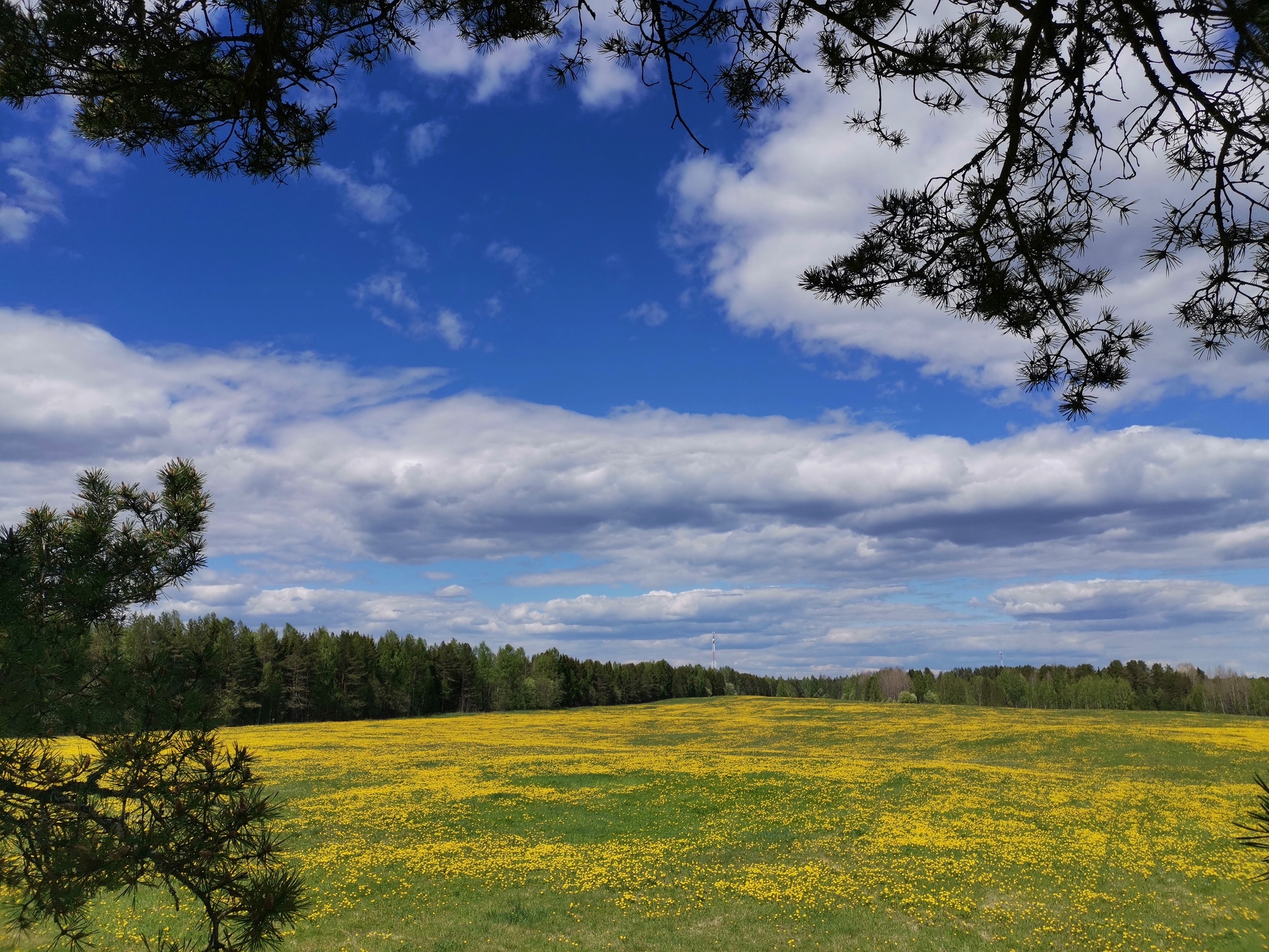 Continuation of the post “A Million Dandelions” - My, Dandelion, The photo, Reply to post, Longpost