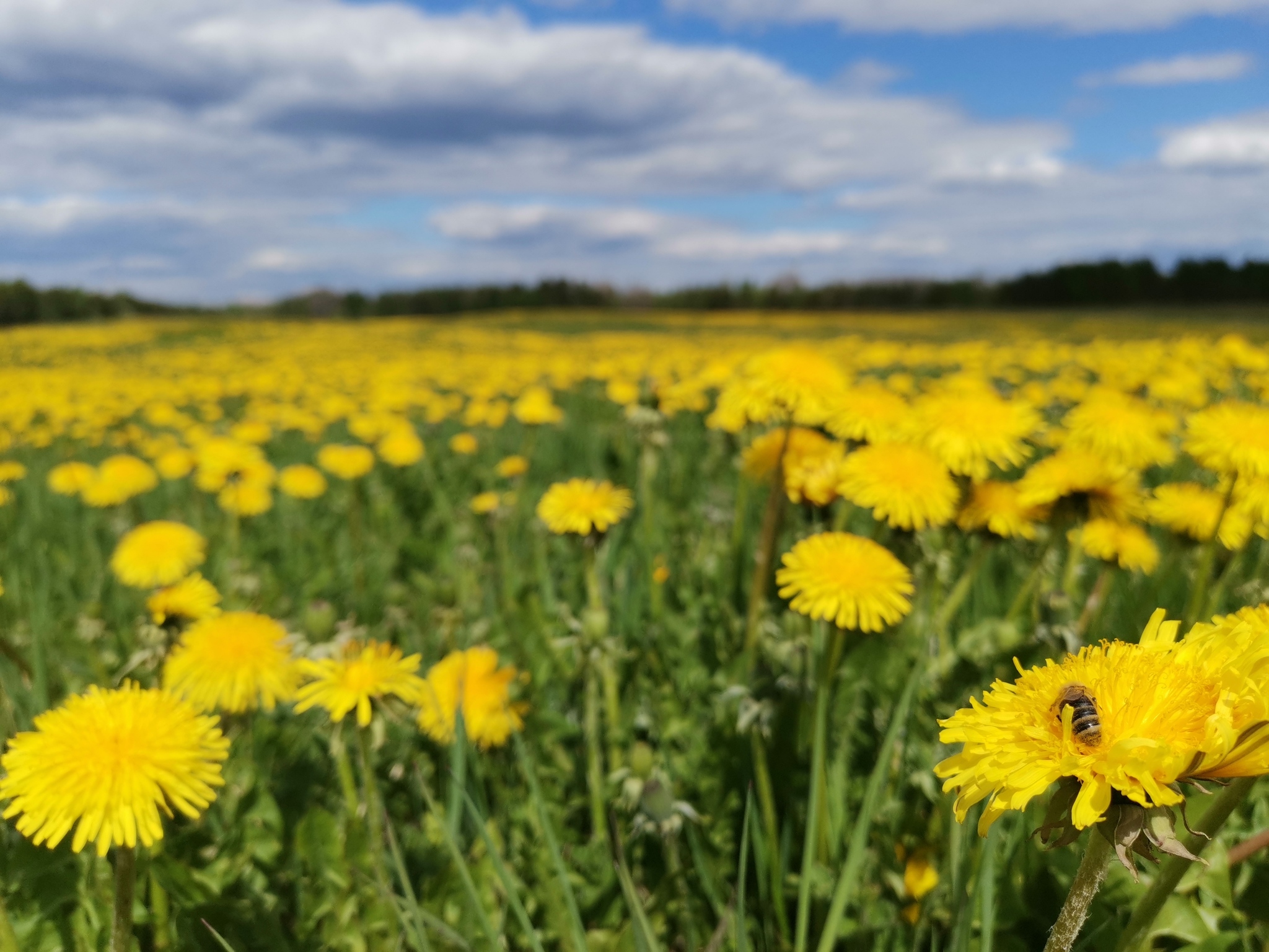 Continuation of the post “A Million Dandelions” - My, Dandelion, The photo, Reply to post, Longpost