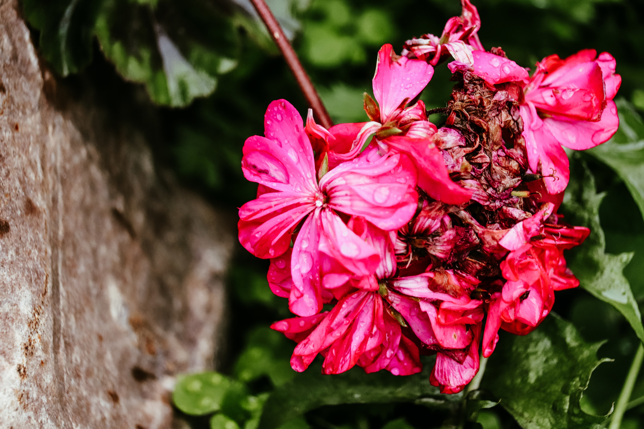 City flowers - My, The photo, Flowers, Canon 800D, Front garden, Plants, Nature, Longpost