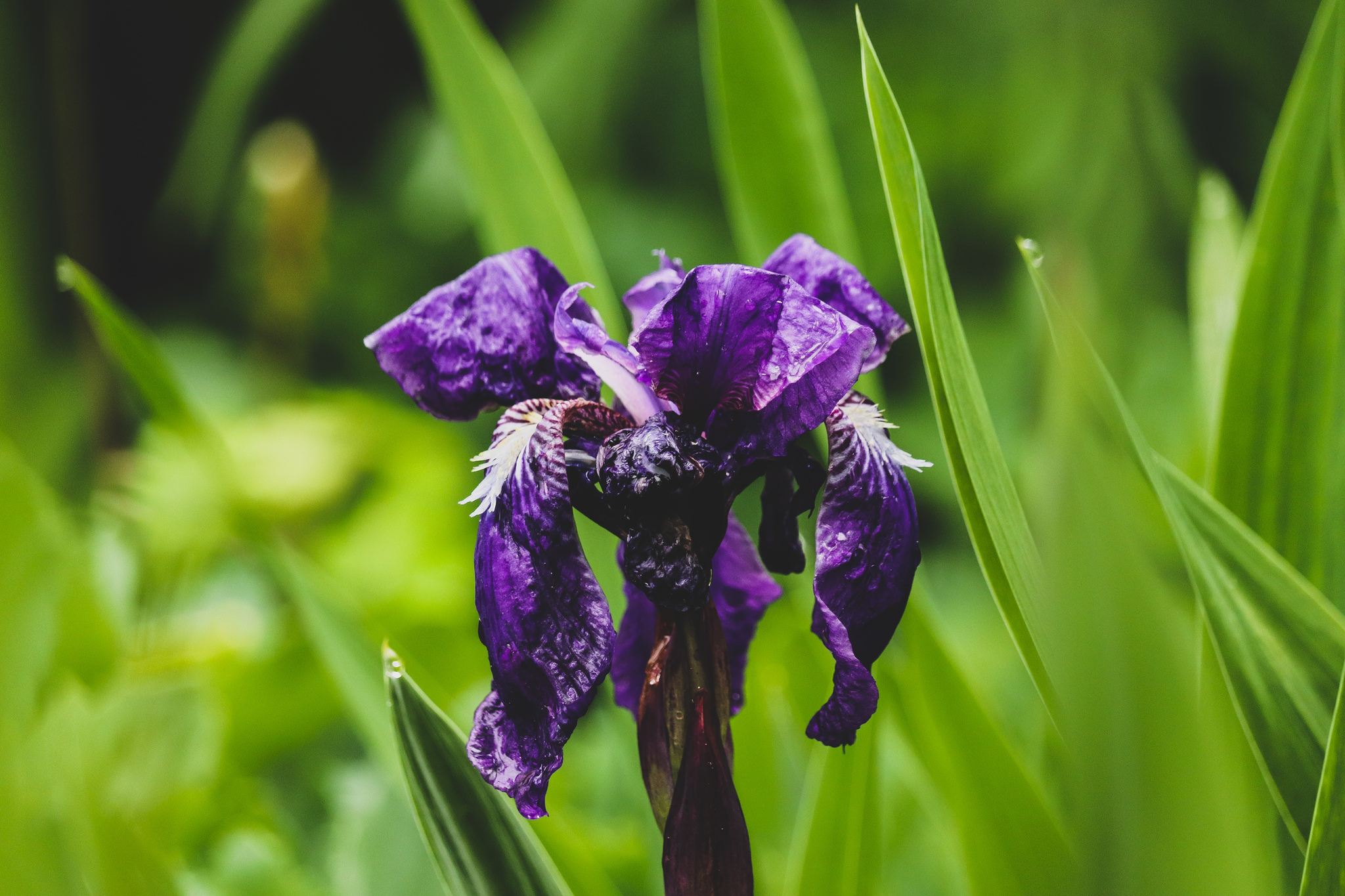 City flowers - My, The photo, Flowers, Canon 800D, Front garden, Plants, Nature, Longpost