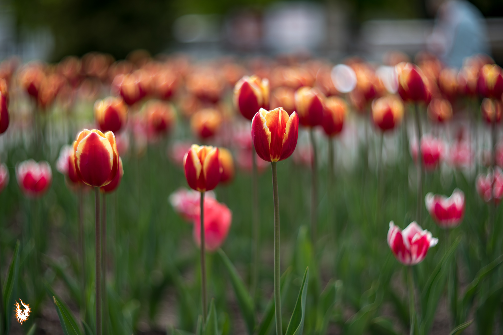 May day in Serpukhov and a cat - My, Tulips, Serpukhov, Flower bed, cat, May, Helios 40, Longpost