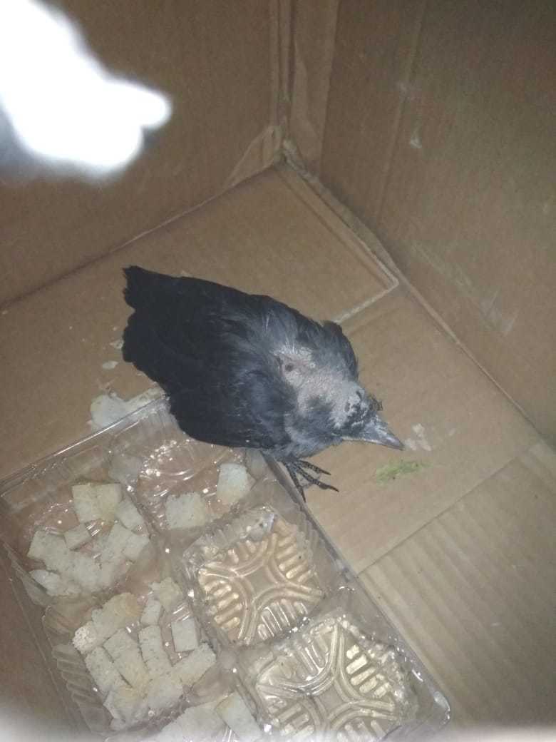 I feel sorry for the bird - My, Crow, Probably, Longpost, Animal Rescue, Birds