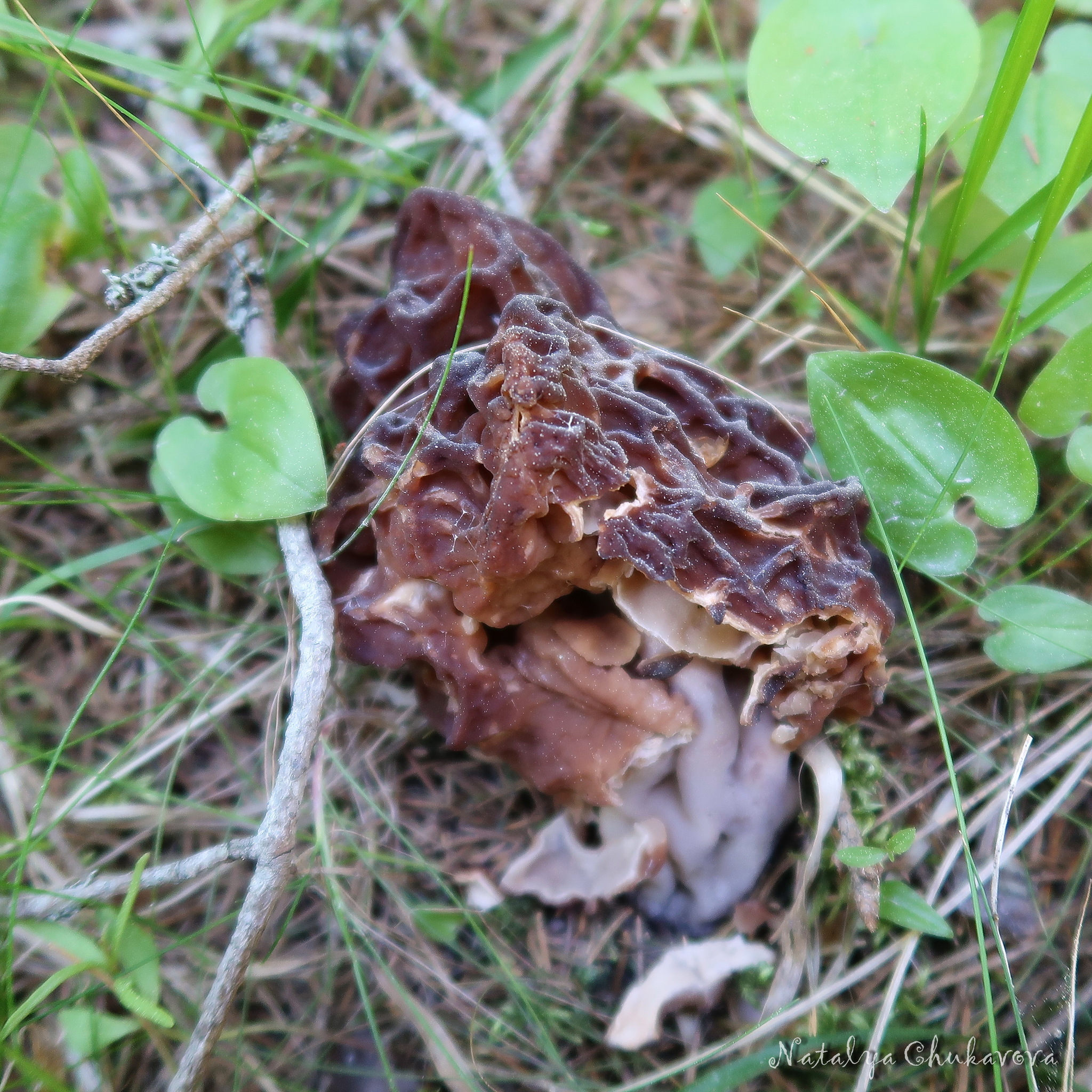 Mushrooms of the Vyborg district of Leningrad Region, 05/30/2020 - My, Mushrooms, Mushroom pickers, Stitch, Violets, Oxalis, Longpost