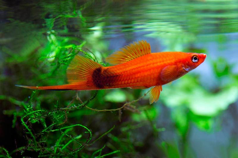 Sword bearers. A selection of fish photos - Swordtail, Aquarium fish, Aquarium, A selection, Longpost, A fish