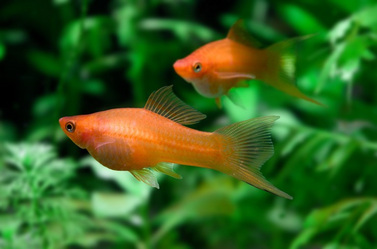 Sword bearers. A selection of fish photos - Swordtail, Aquarium fish, Aquarium, A selection, Longpost, A fish