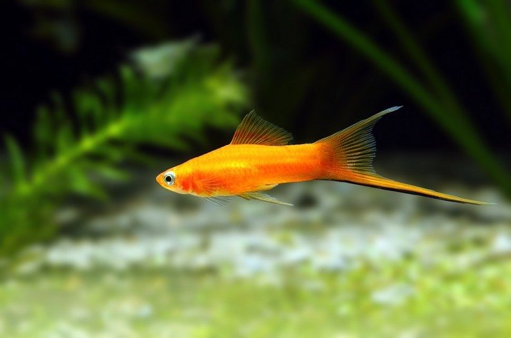 Sword bearers. A selection of fish photos - Swordtail, Aquarium fish, Aquarium, A selection, Longpost, A fish