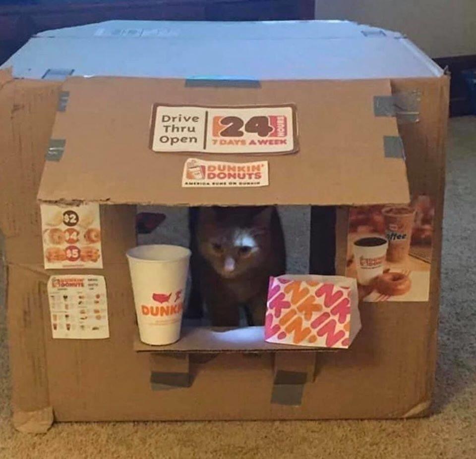 The main thing is not to anger the seller - cat, Quarantine, Dunkin Donuts