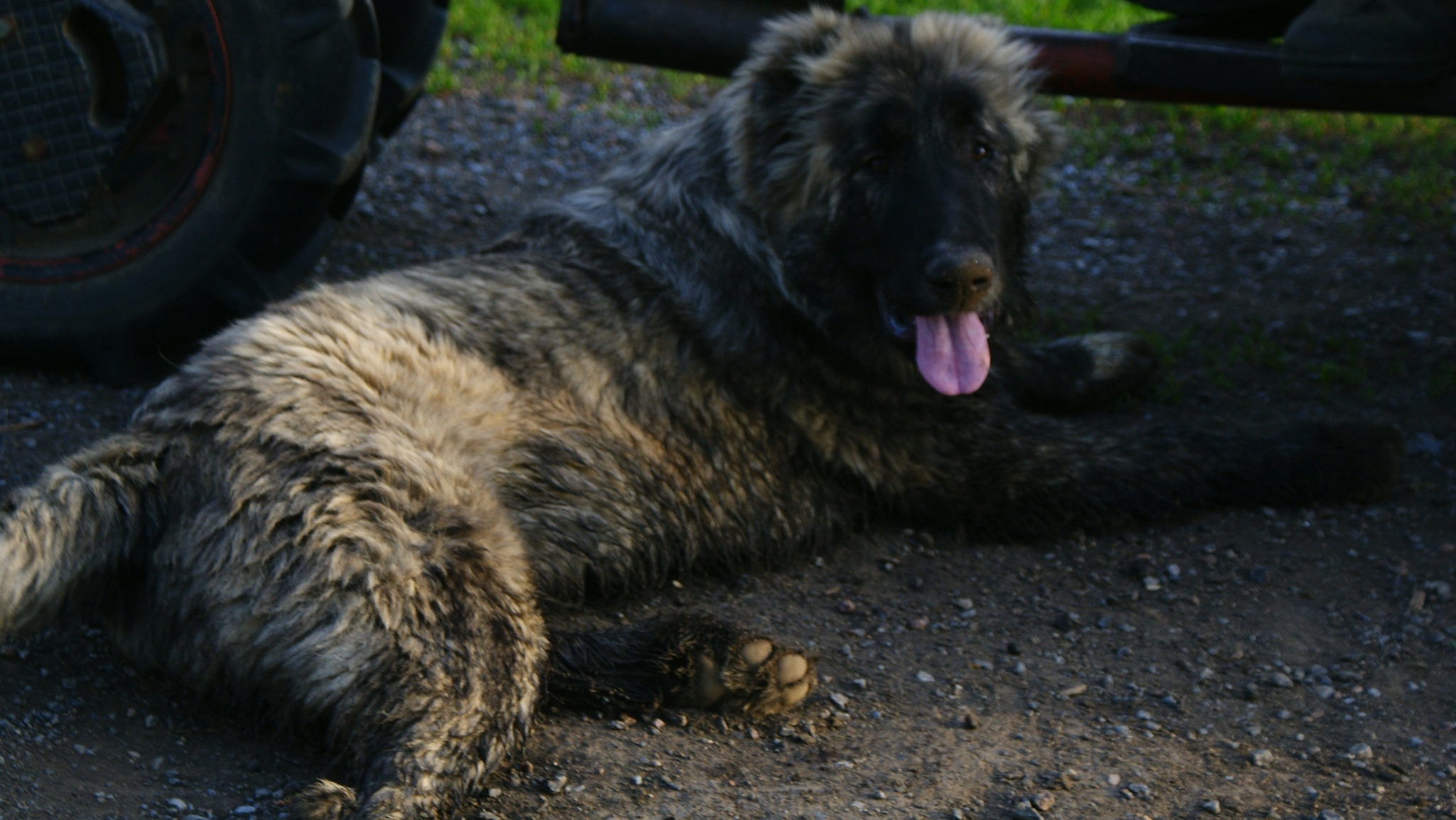 Summer day in the village - My, Creation, House in the village, Pets, Village, Heifer, cat, Dog, Baranych, Longpost