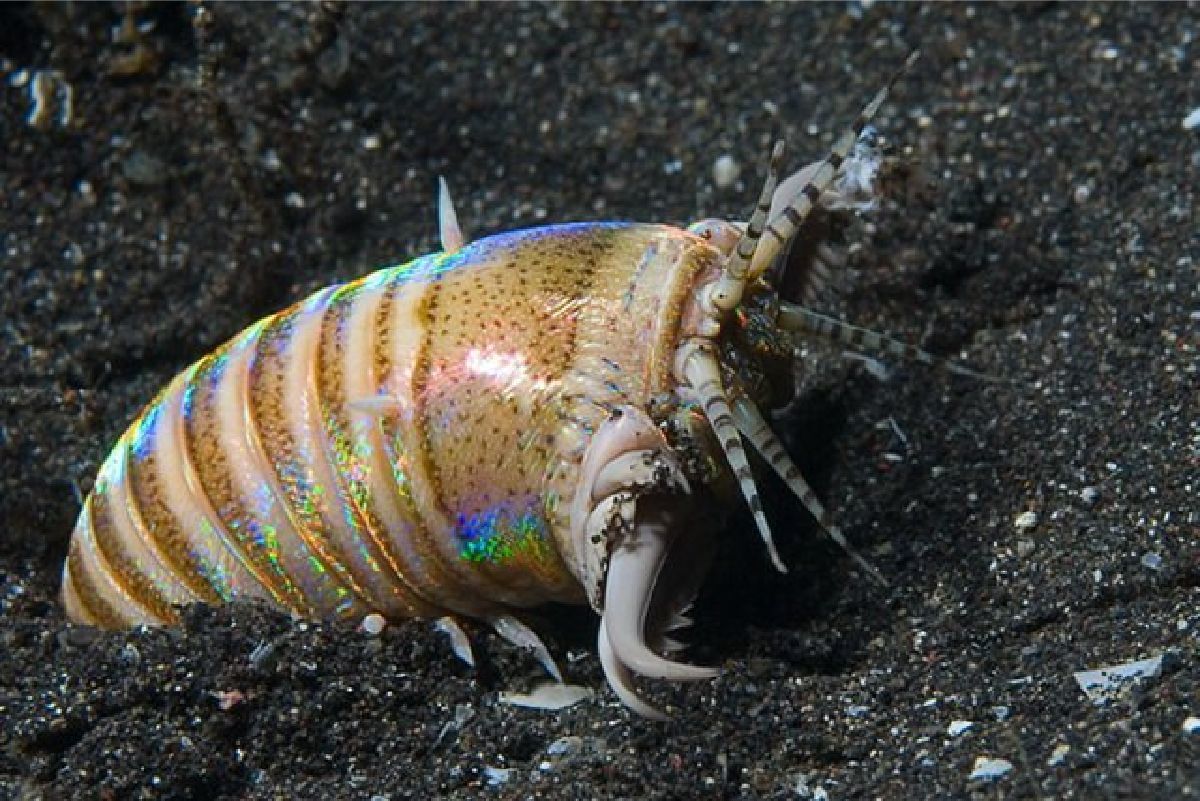 Australian purple raptor - Worm, wildlife, Australia, Sea worm, Video, Longpost