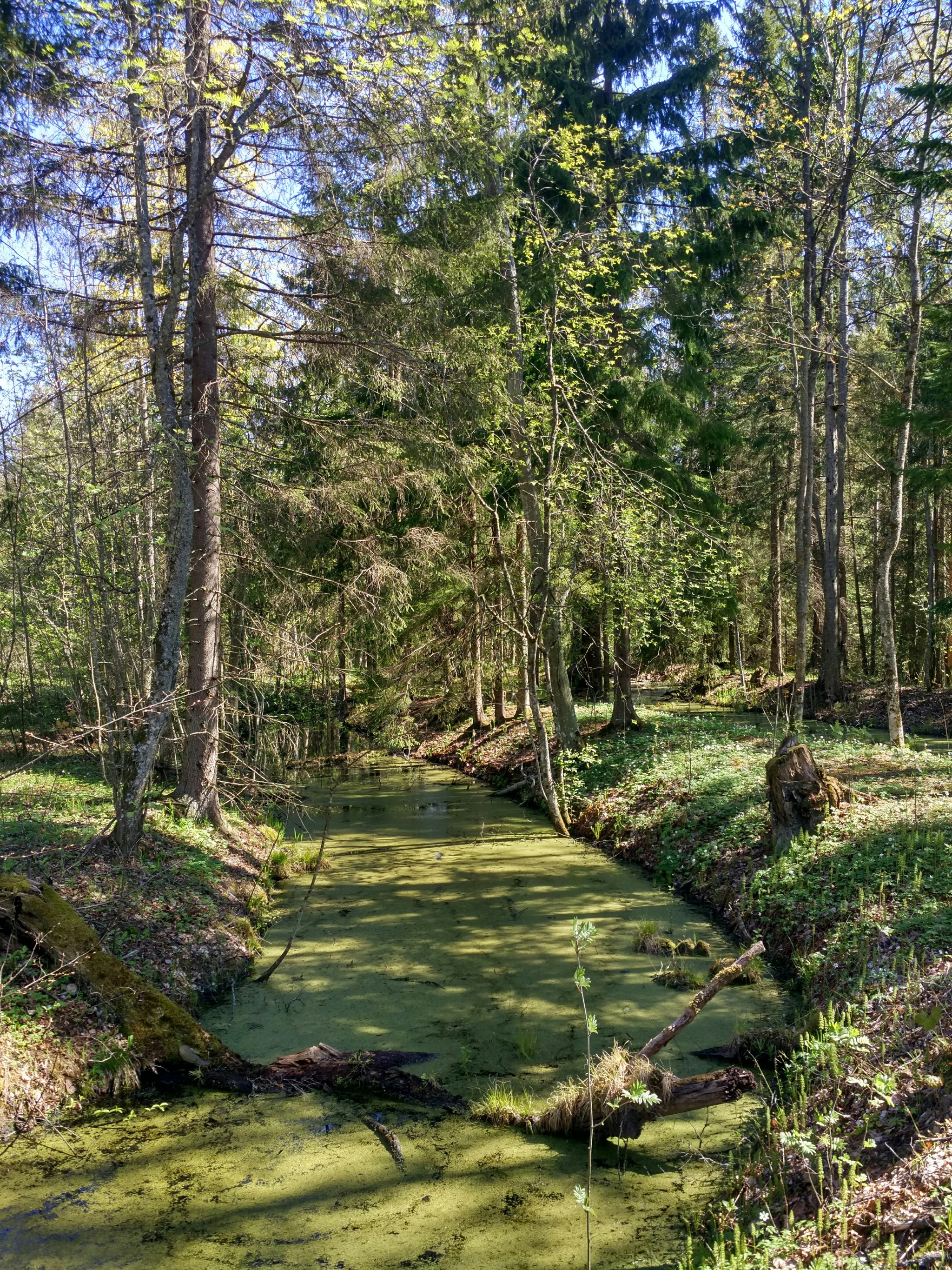 Through the forests and swamps of the Leningrad Region - My, Travels, Leningrad region, Forest, Saint Petersburg, Hike, Tourism, Nature, Longpost