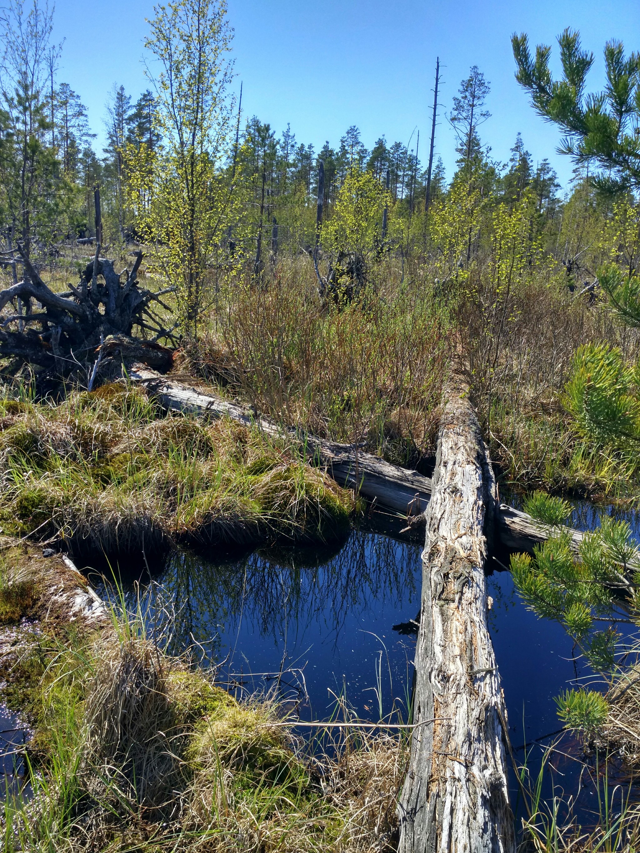 Through the forests and swamps of the Leningrad Region - My, Travels, Leningrad region, Forest, Saint Petersburg, Hike, Tourism, Nature, Longpost