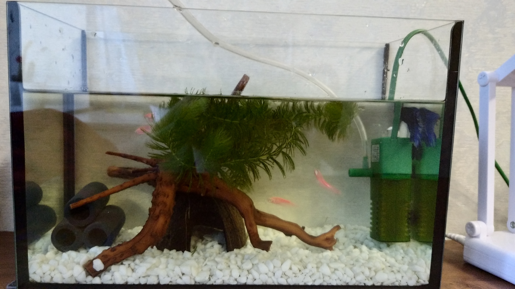 Aqua for 10 liters with a cockerel and zebrafish. Please tell me if everything is done correctly here? What is superfluous, what is not - My, Aquarium, Aquarium fish, Registration, Longpost