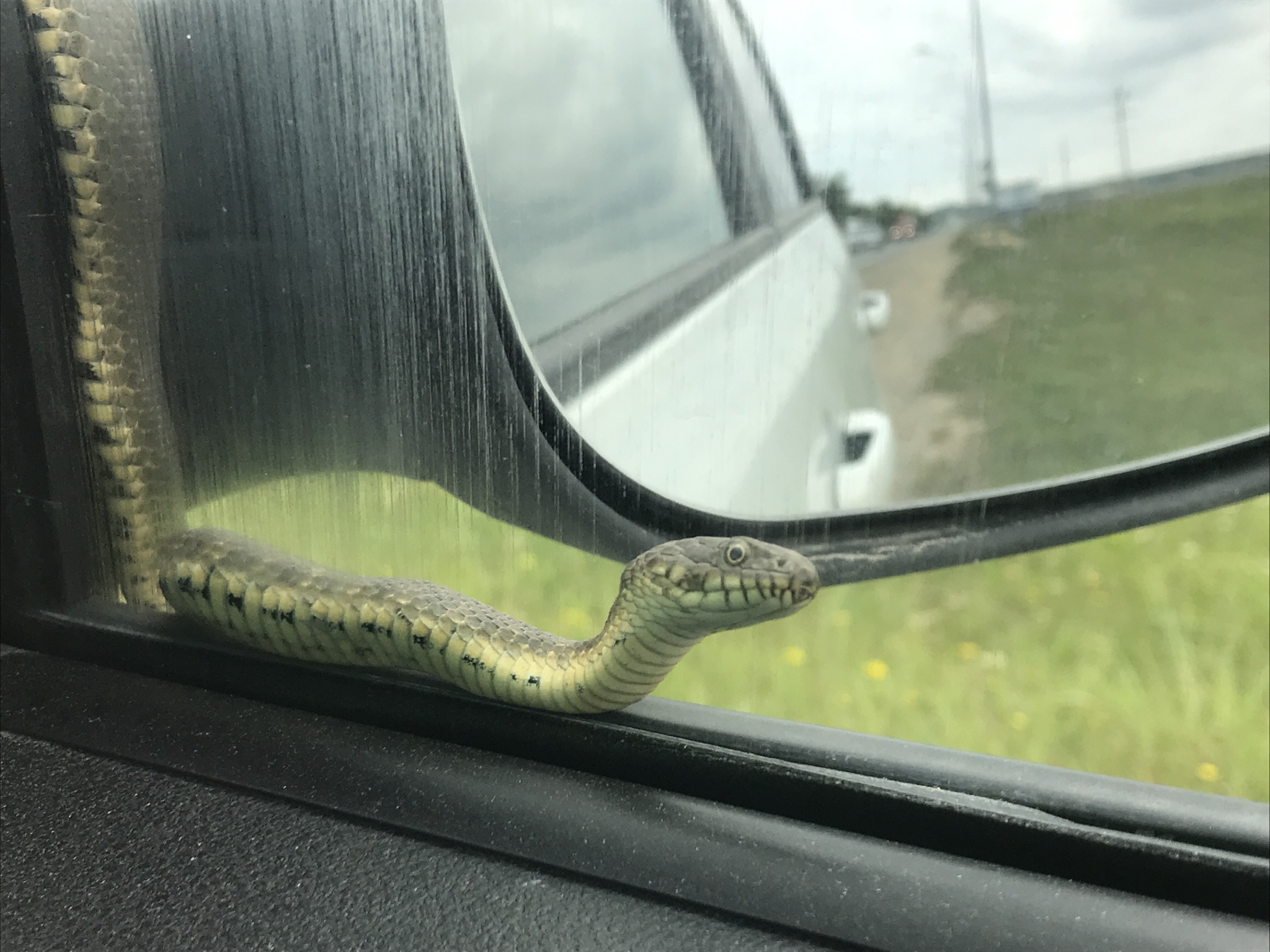 Uninvited fellow traveler - My, Yellow-bellied Snake, Anapa, Fellow travelers, Snake, Longpost