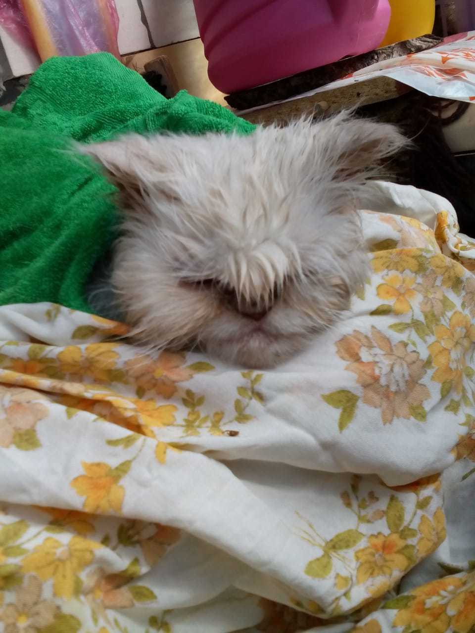 Teenage kitten found. Persian - My, cat, Persian cat, Found a cat, Foundling, No rating, Saint Petersburg, Kupchino, Longpost