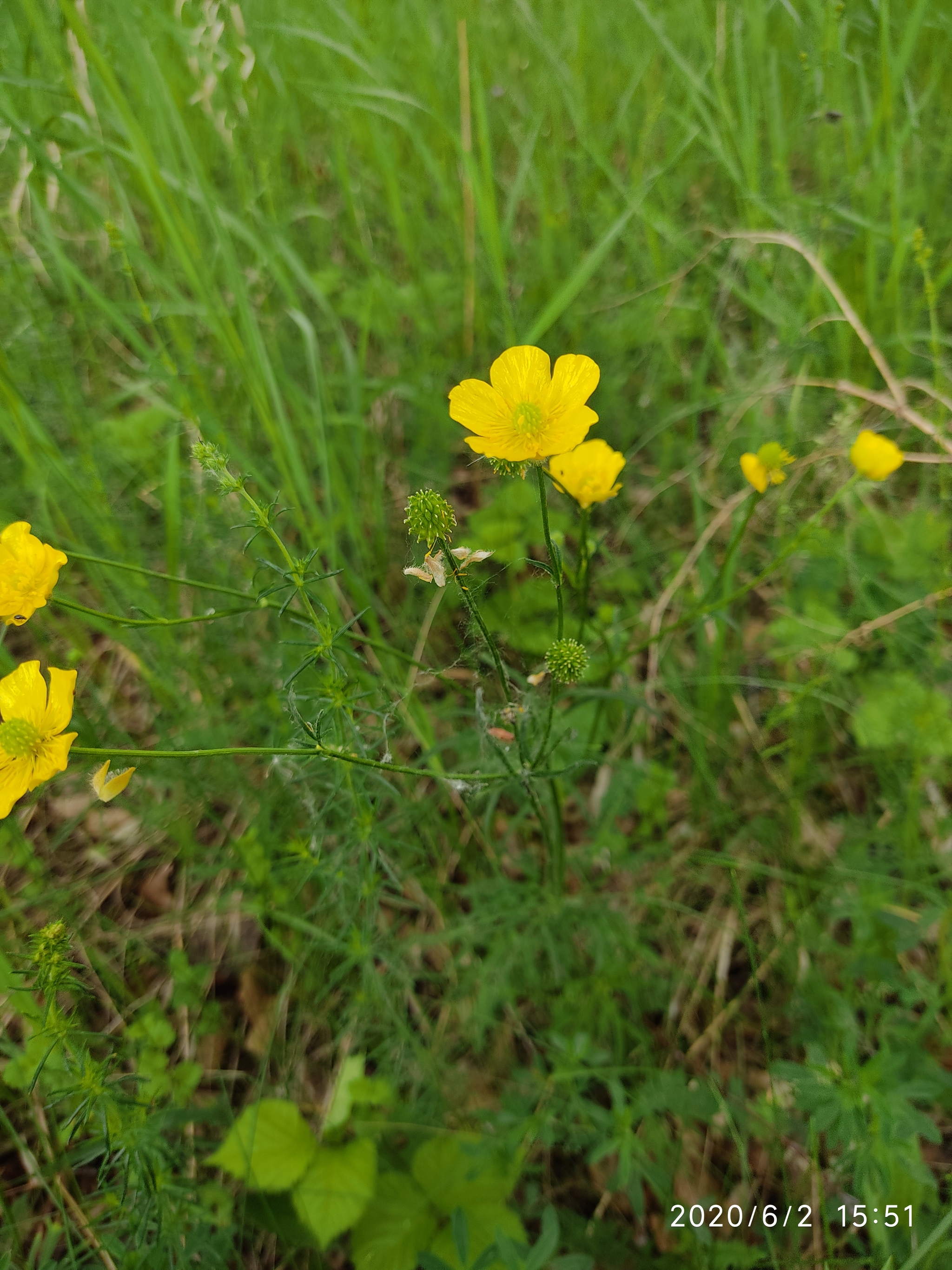 Flowers of the Urals - My, Flowers, Mobile photography, Meadow, edge, Longpost