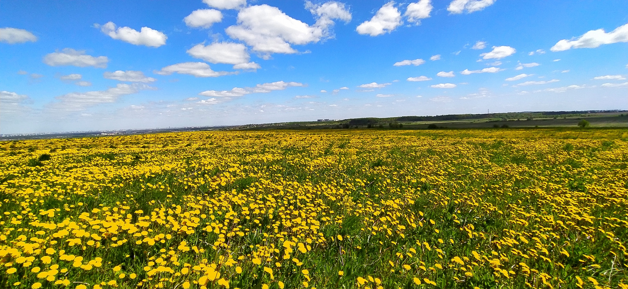 Dandelions - My, Live Carpet, Dandelion