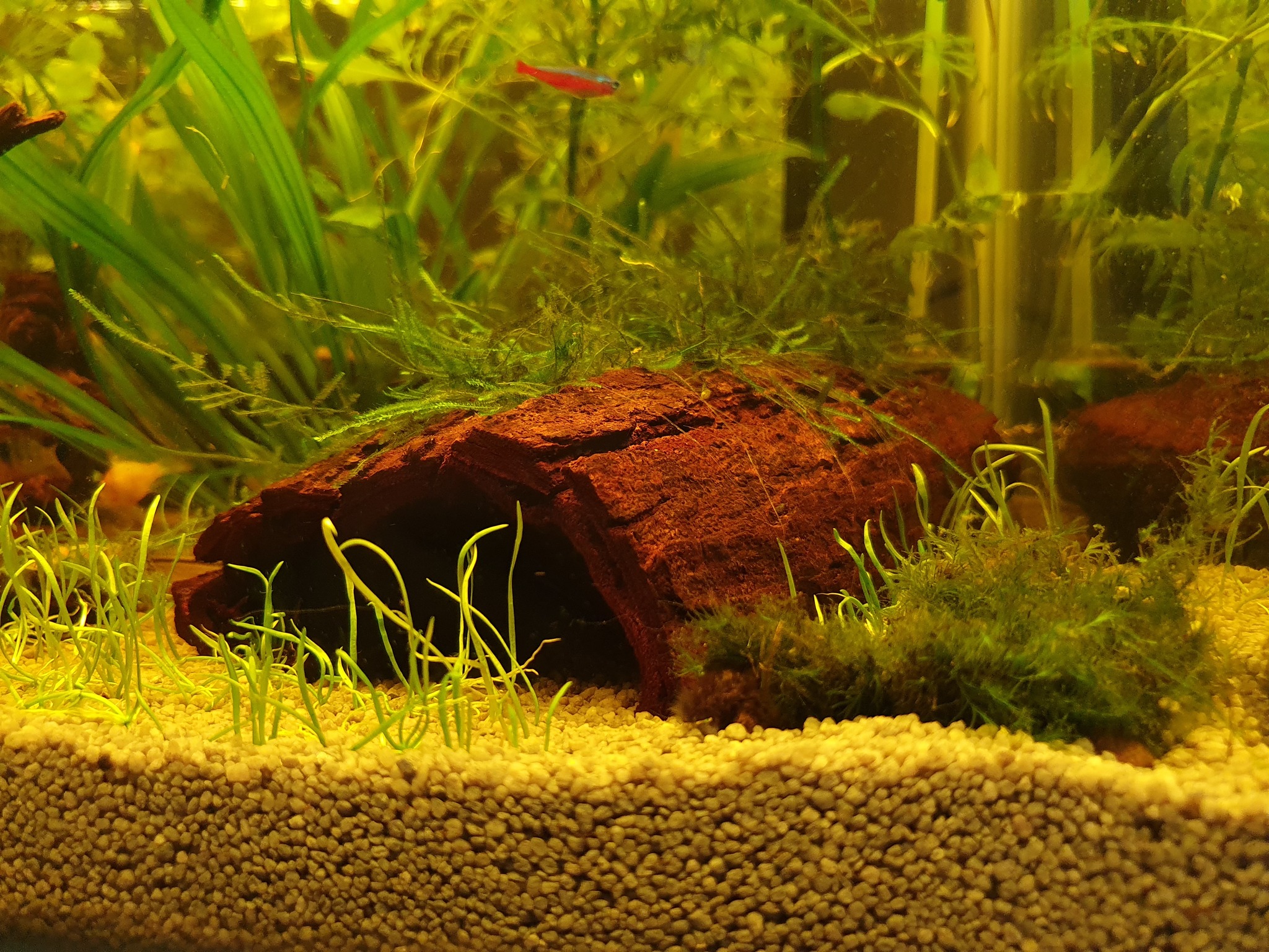 Moving from 80L to 130L - My, Aquarium, Hobby, Apistogram of ramirezi, Corydoras, Thorns, Neons, Ancistrus, Gourami, Longpost