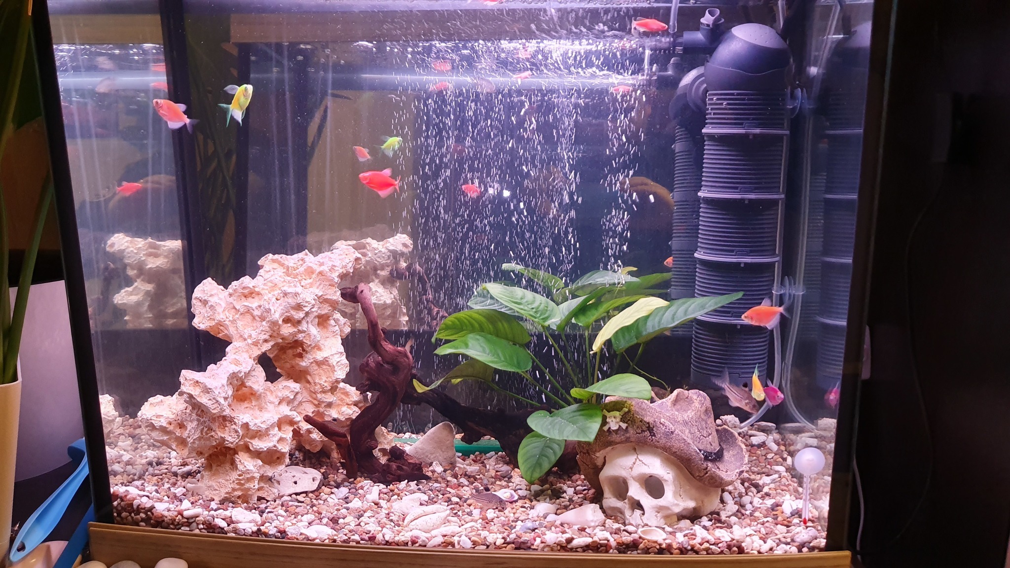 Moving from 80L to 130L - My, Aquarium, Hobby, Apistogram of ramirezi, Corydoras, Thorns, Neons, Ancistrus, Gourami, Longpost