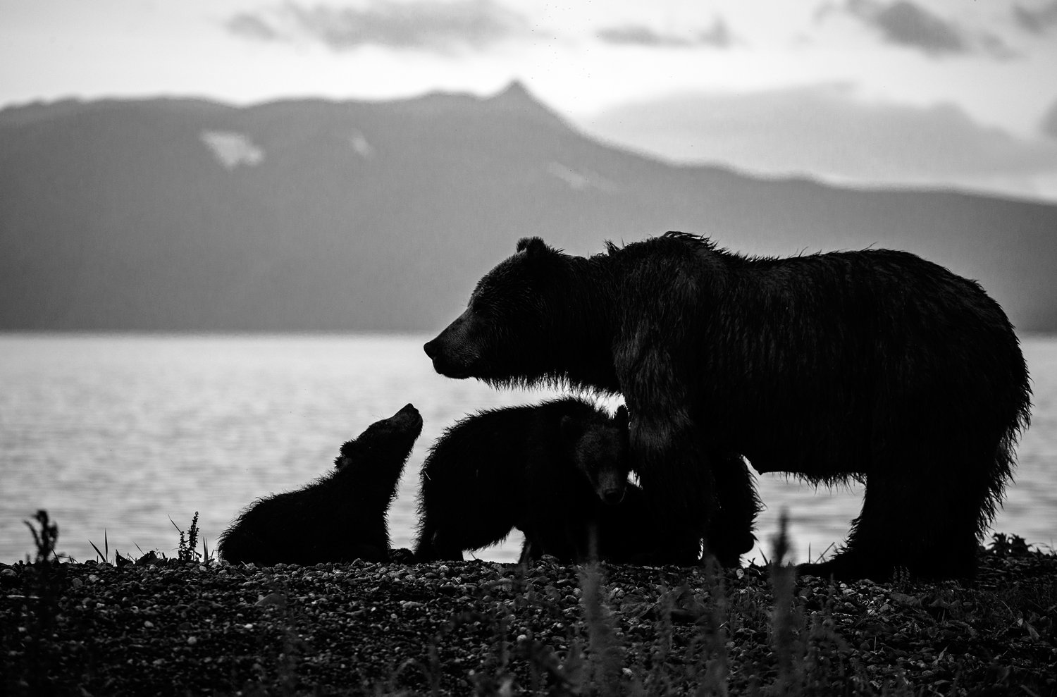 Bear family - The Bears, Brown bears, Family, Wild animals, wildlife, Kamchatka, Kuril lake