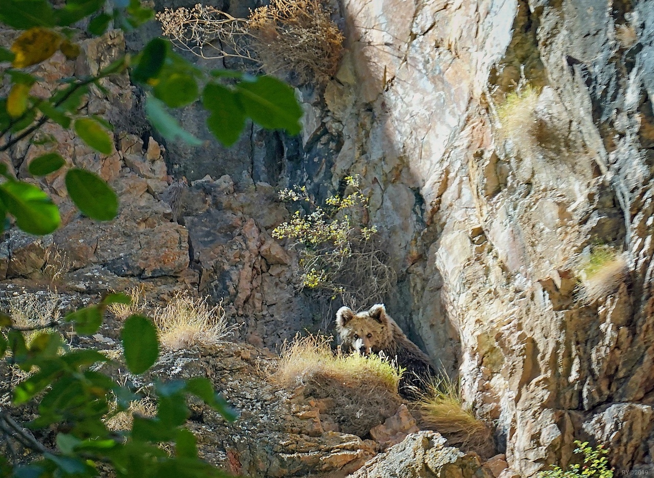 Tien Shan white-clawed bear - My, The Bears, Uzbekistan, The mountains, Animals